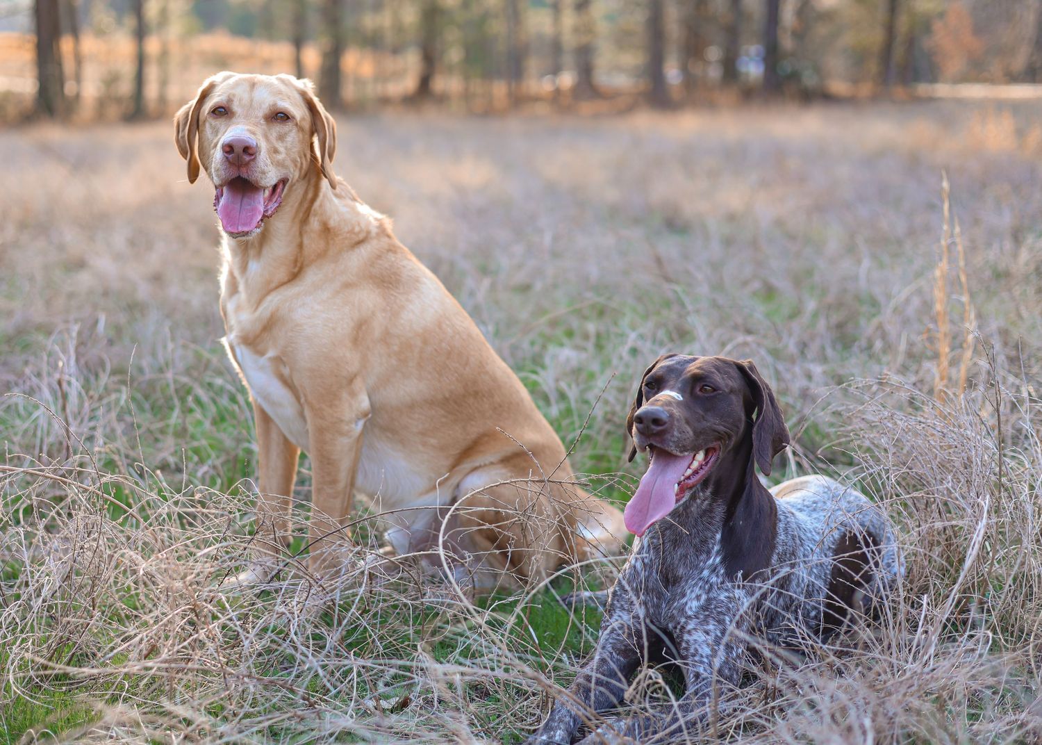 north carolina pet photography family photography