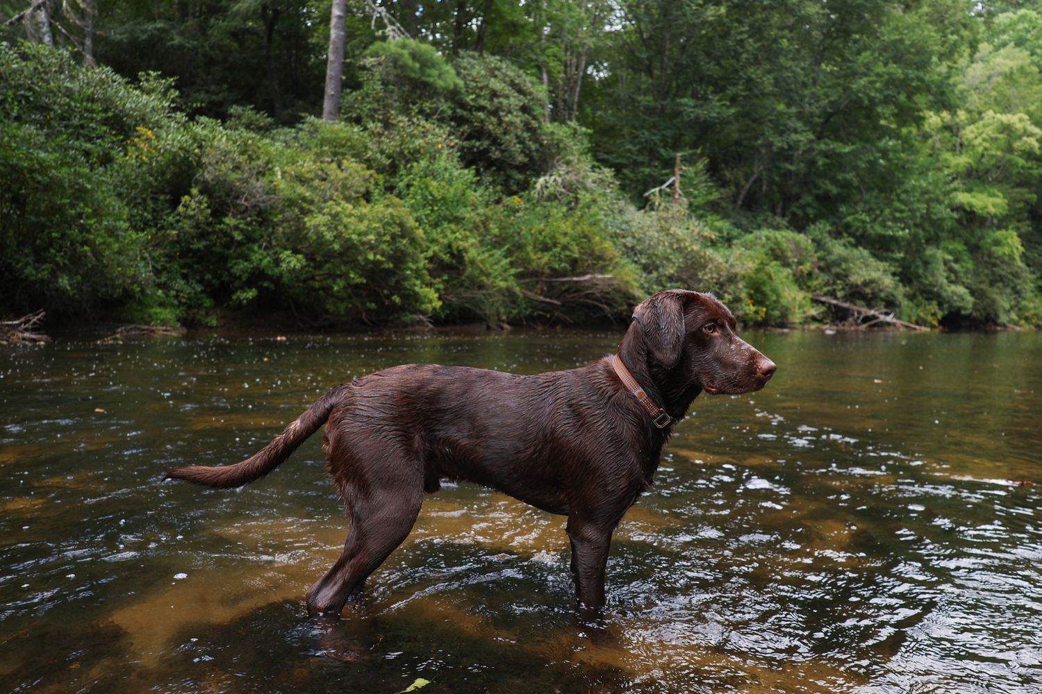 pet photography