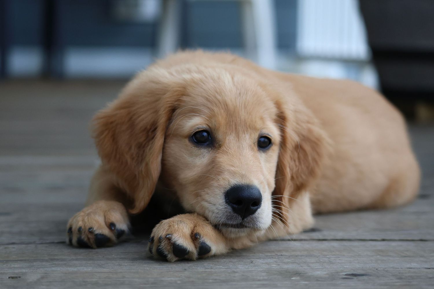 pet photography, golden retriever puppies, southeast ky golden retrievers
