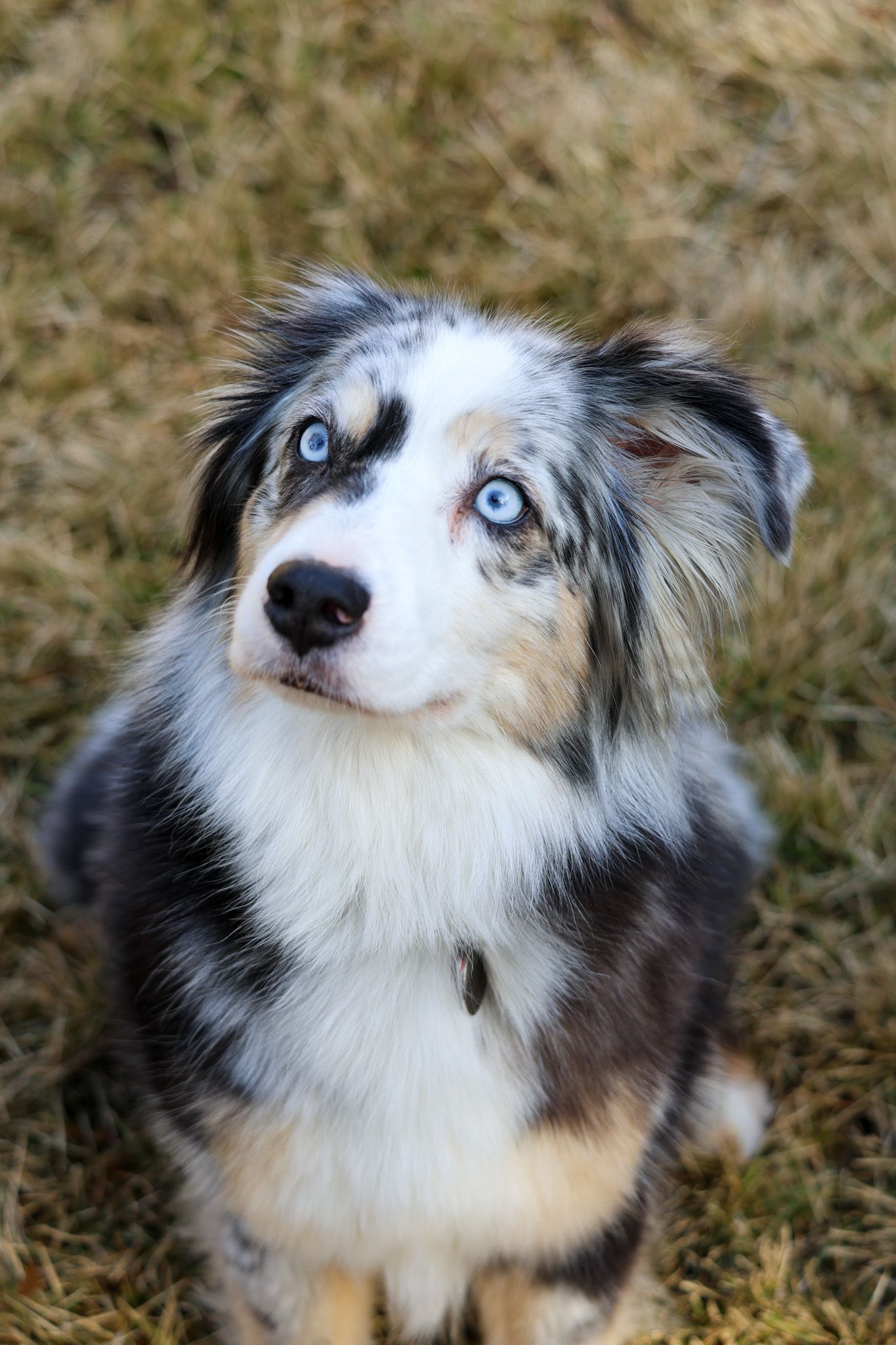 pet photography