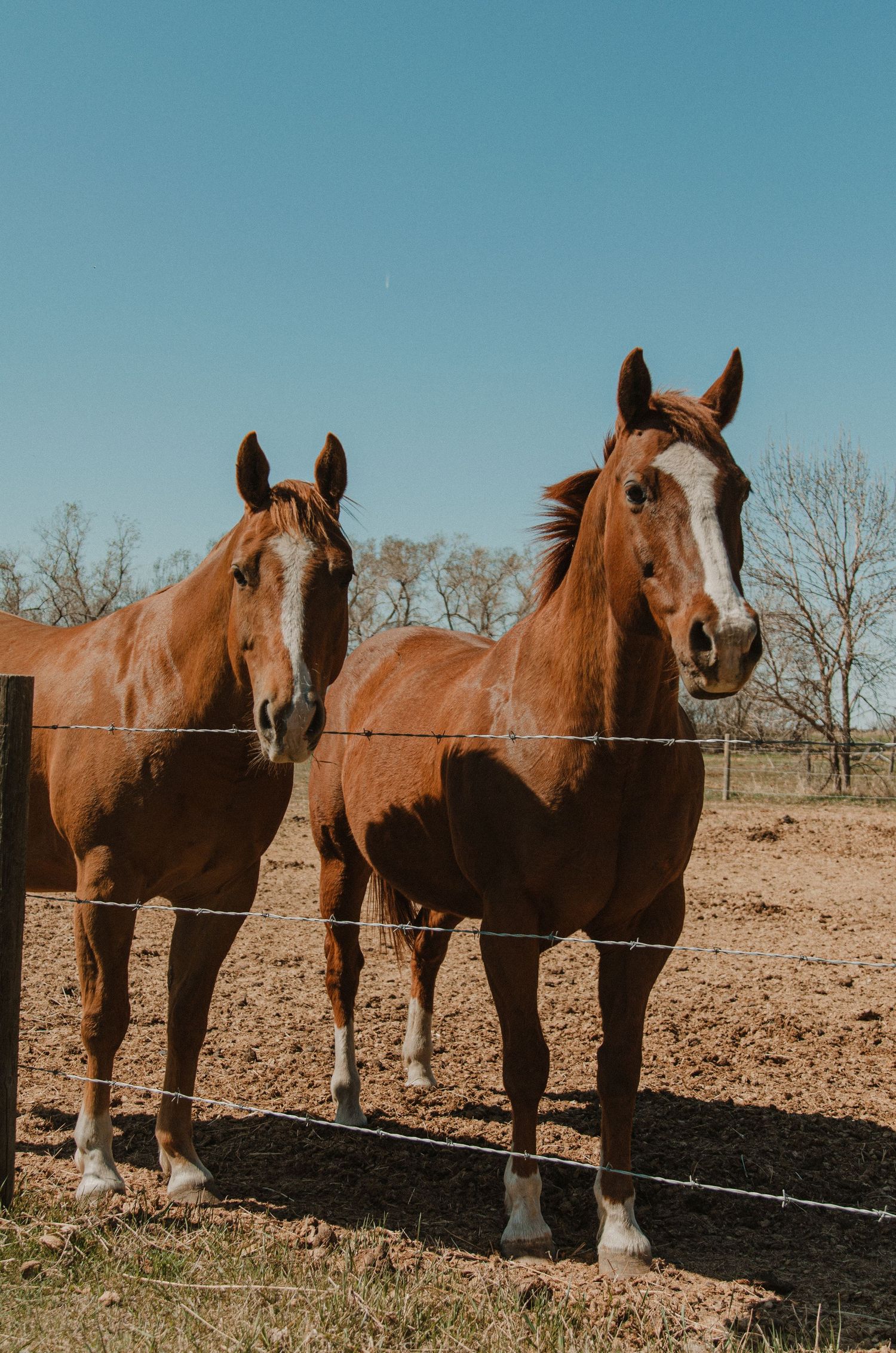 Five chestnut brown horses stand in a line behind a wire fence on dry ground against a bright blue sky.