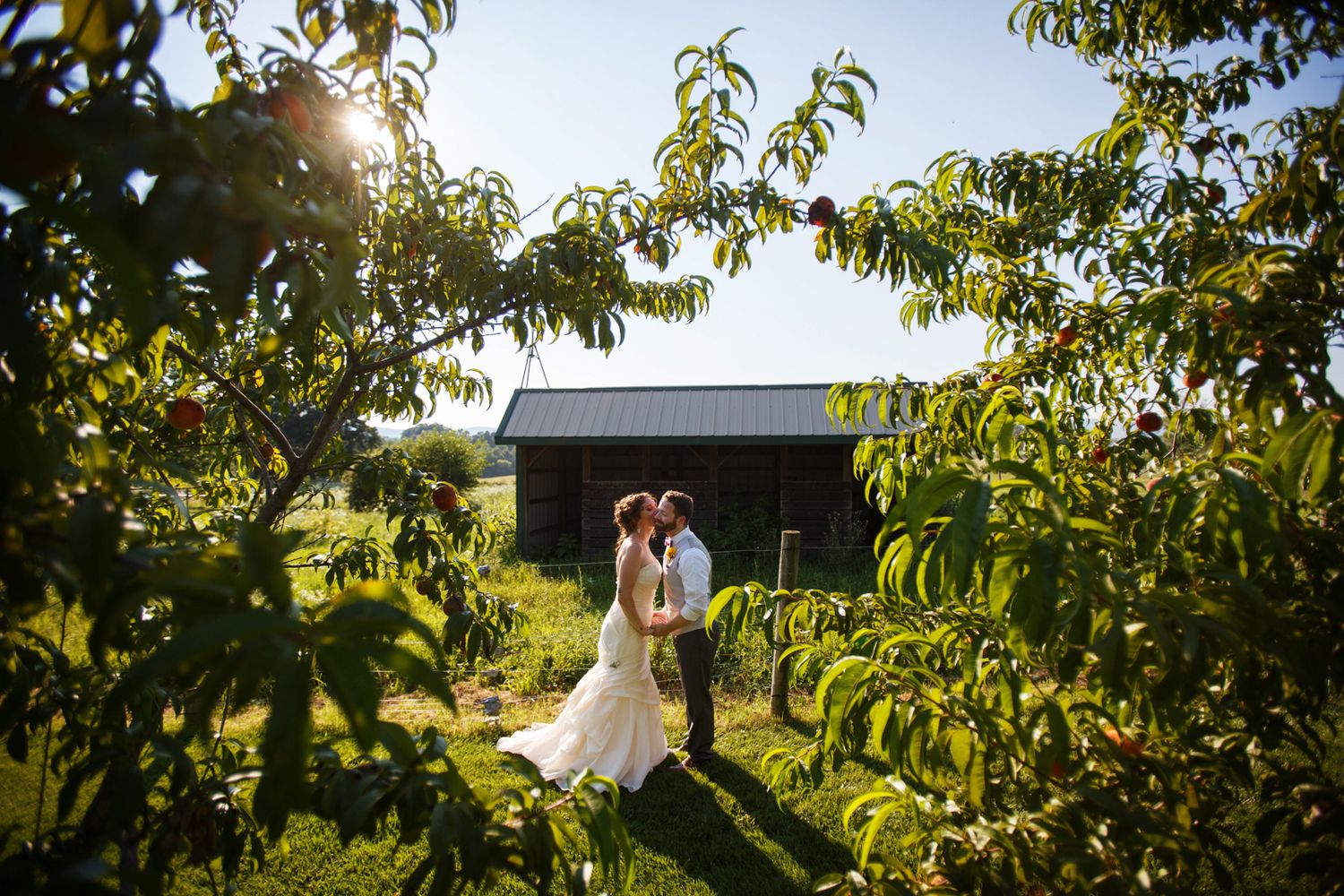 At sunset a bride is kissing the groom in an orchard