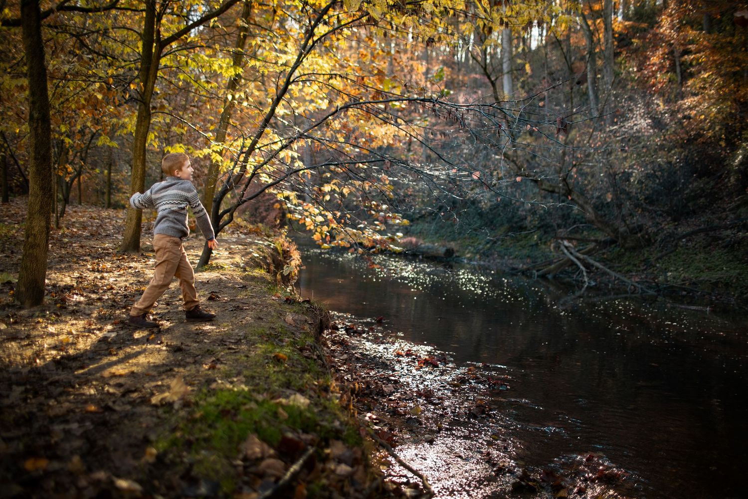 Sunlight streams through autumn trees illuminating a peaceful forest creek with golden reflections on the water's surface.