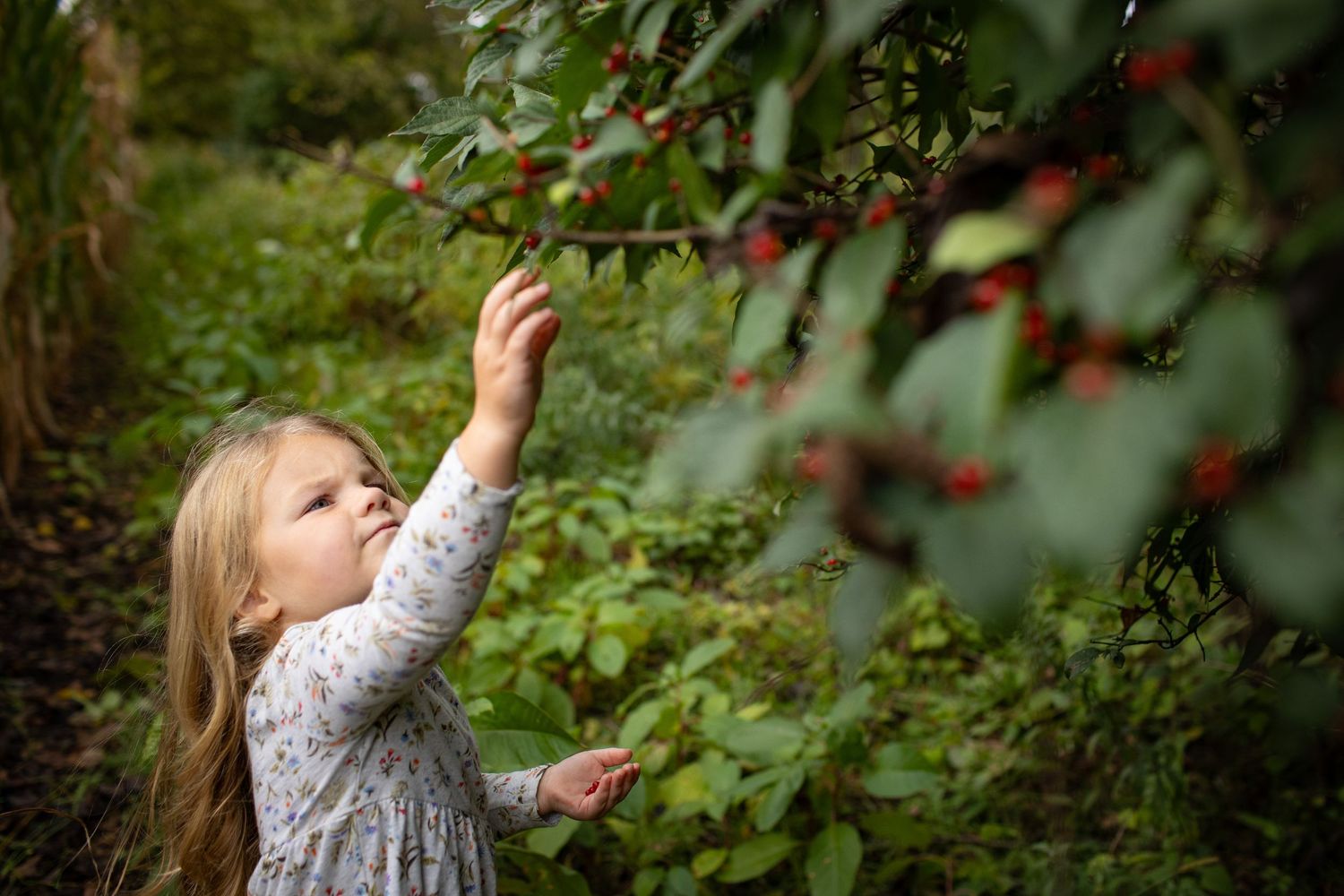 Someone reaches up to pick ripe red berries from a bush in a lush garden setting.