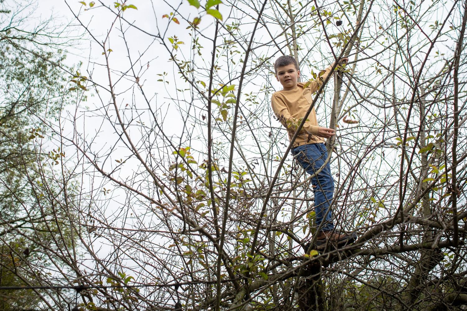 People climb and explore among bare tree branches in a natural outdoor setting.