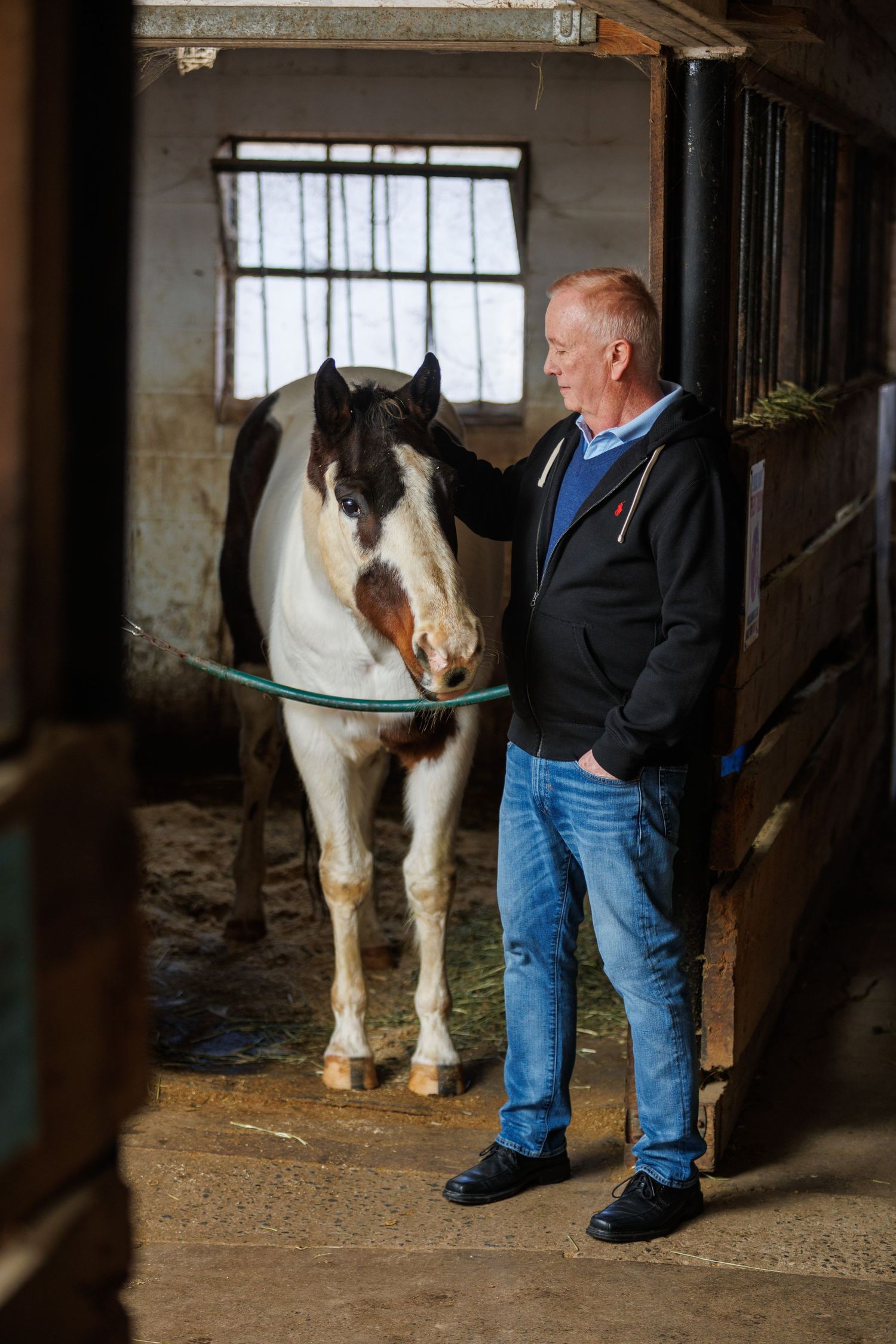Person in blue jeans stands next to a large white and brown horse inside a rustic wooden barn stable.