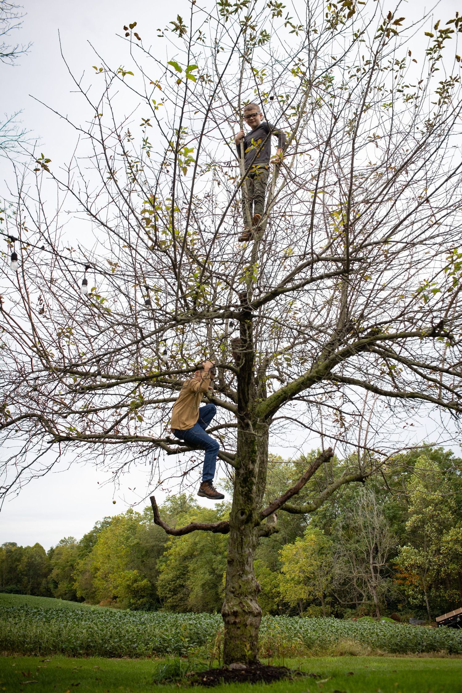 Multiple people climbing and playing in a large bare tree in a rural field.