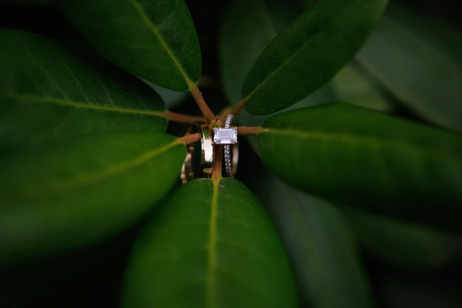 Wedding rings nestled among vibrant green tropical leaves in a creative detail shot.