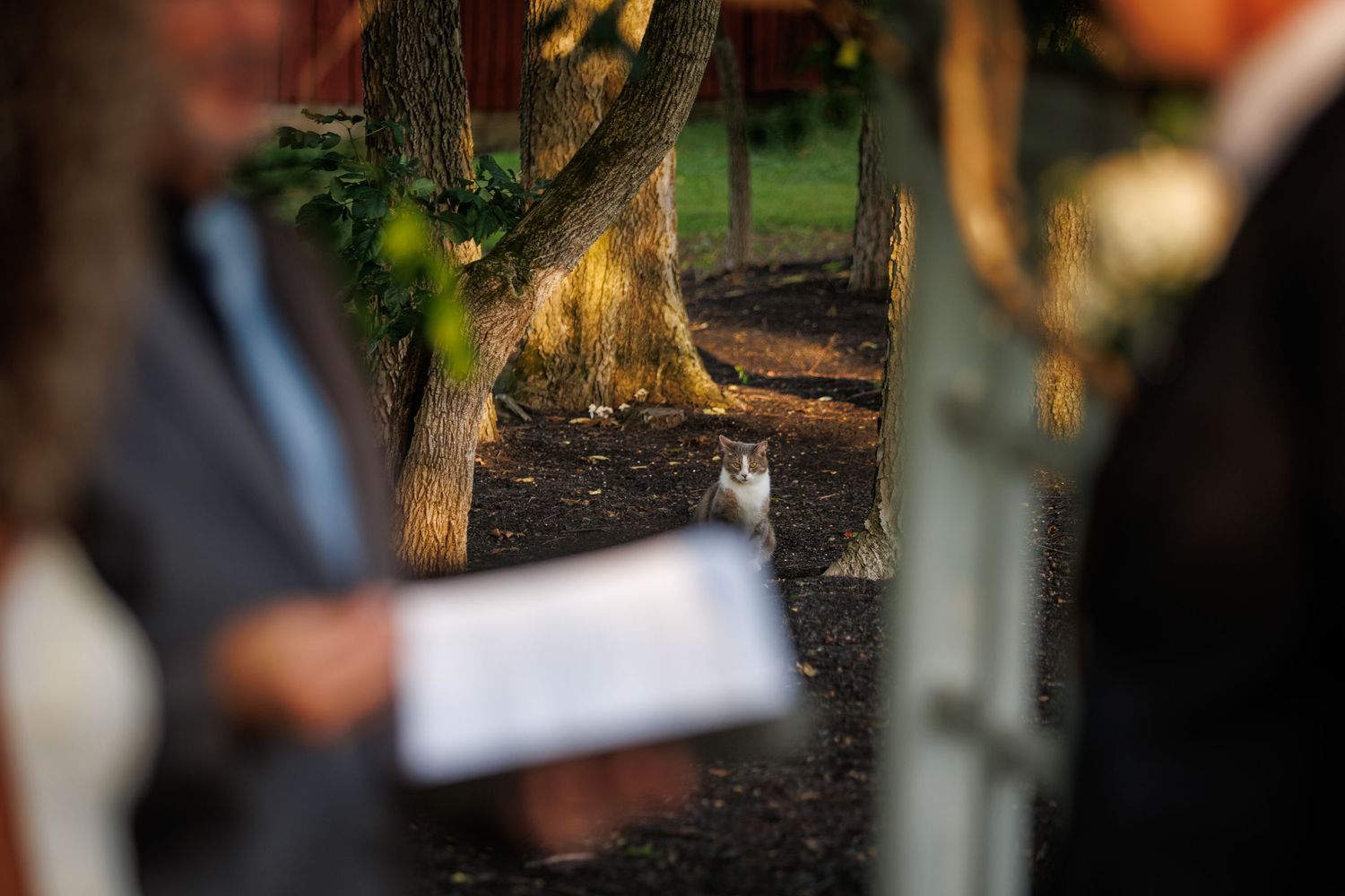 A curious cat watches a wedding ceremony from behind a tree trunk in a sunlit outdoor setting.