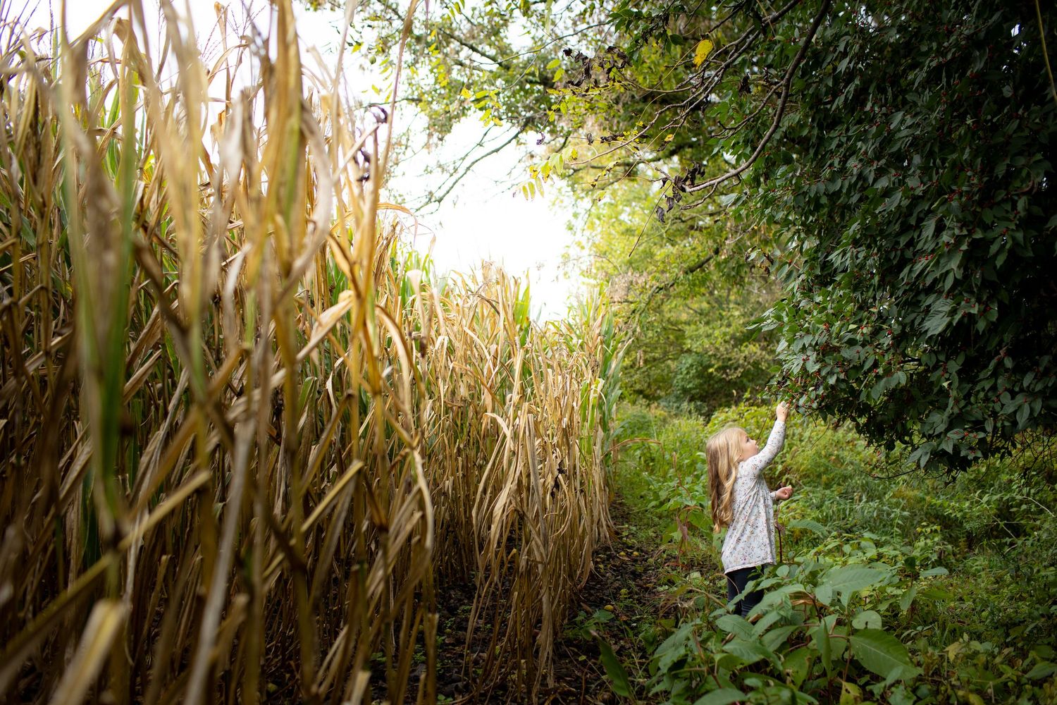 A small child stands near tall corn stalks at the edge of a field during golden hour.