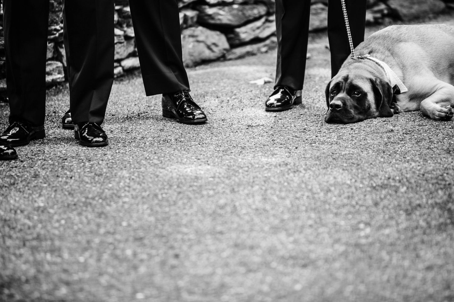 a dog in a wedding, large tired dog