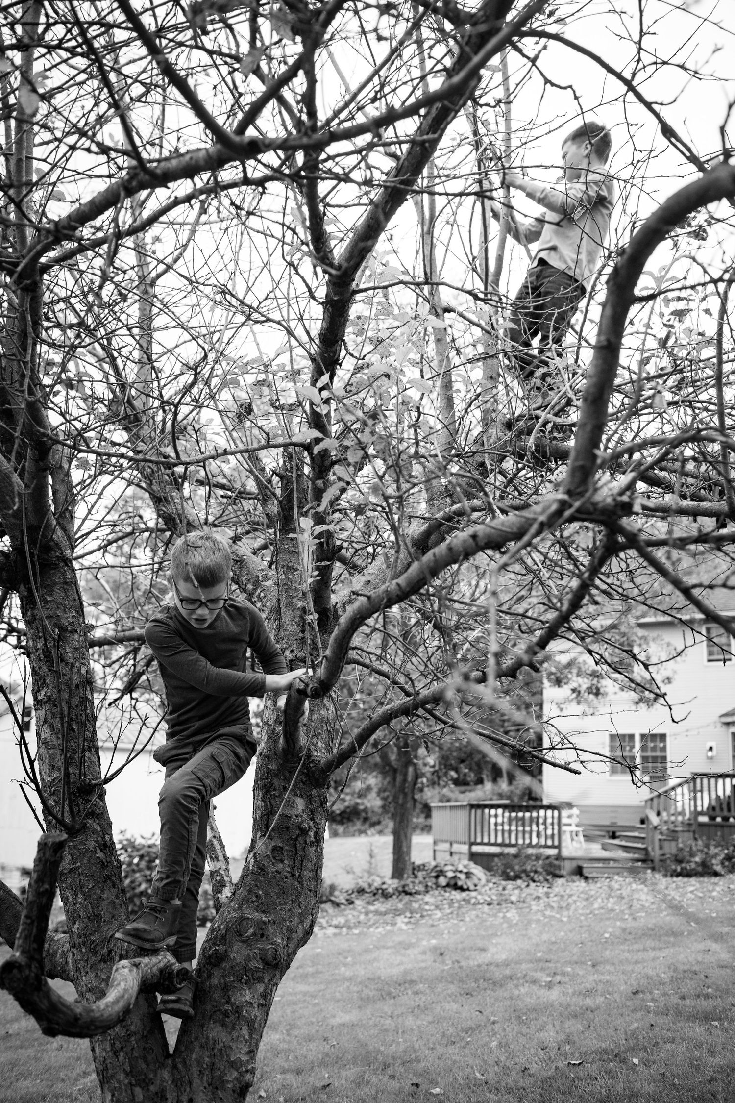 Children climbing and playing in bare winter trees.