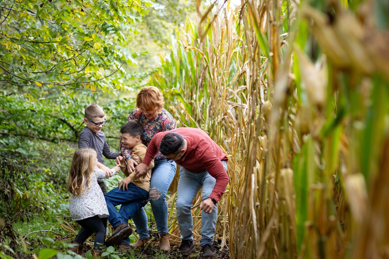 A group walks through tall corn stalks on a sunny day.