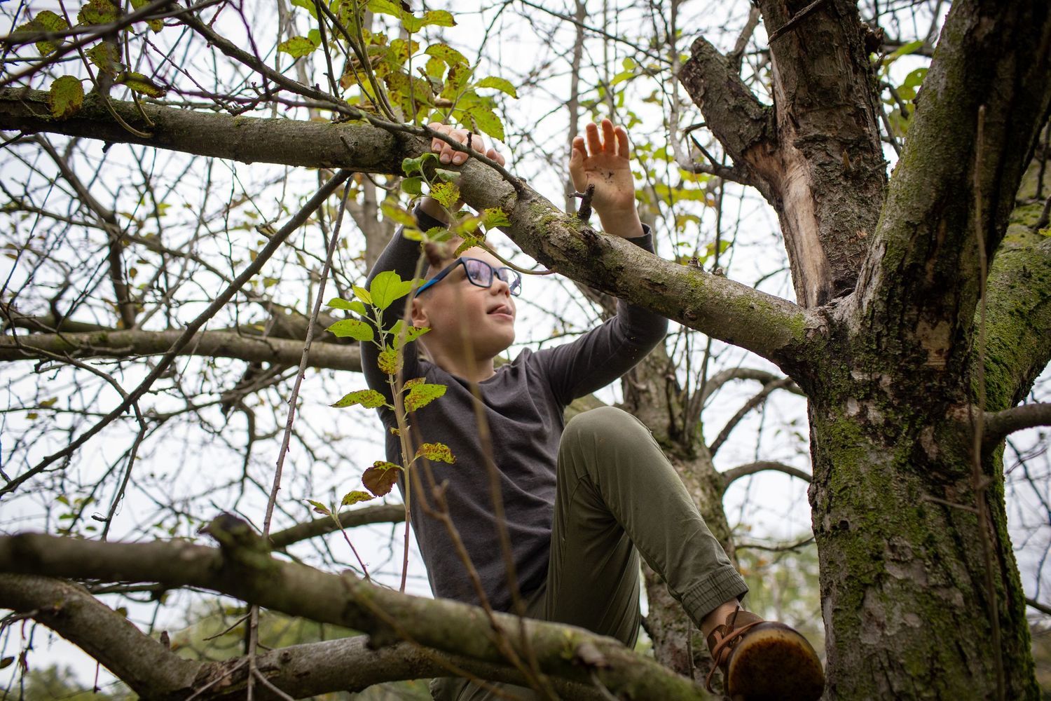 Person climbing and pruning branches in a tall tree during autumn maintenance.