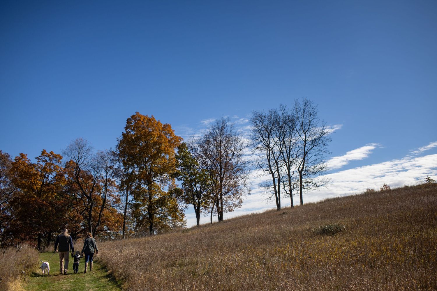 Trees stand silhouetted against a bright blue sky along a grassy hillside on a clear autumn day.