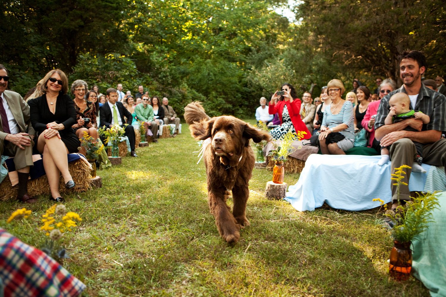 a dog in a wedding is the ring bearer