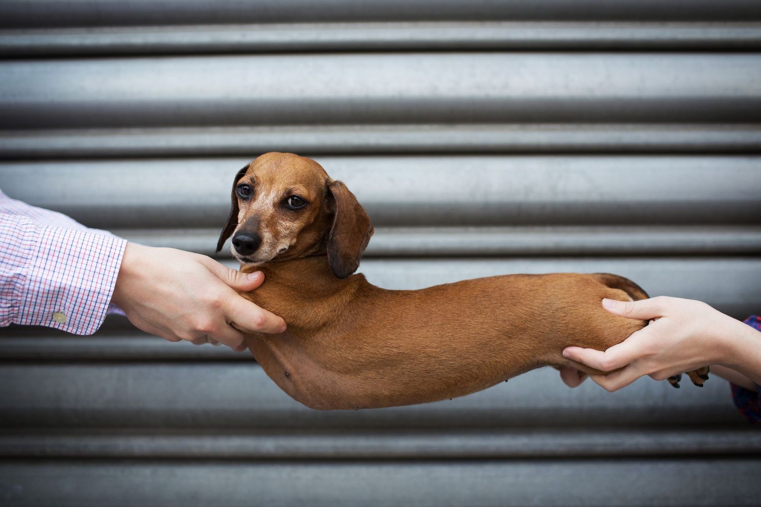 Brown dachshund lying on a table gets gentle pets from hands reaching from both sides.