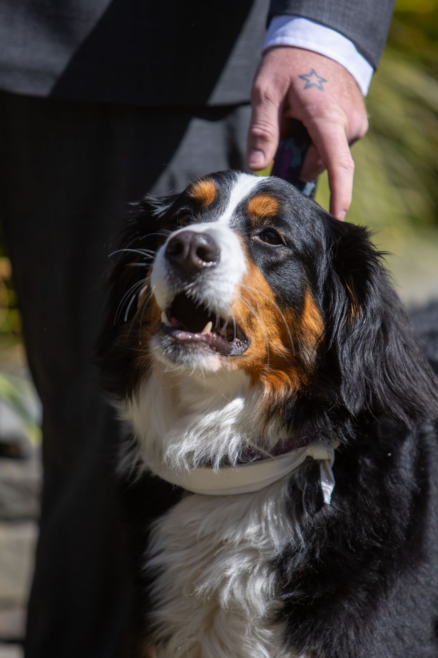 Bernese mountain dog looking upward with expectant expression in series of five connected profile photos.