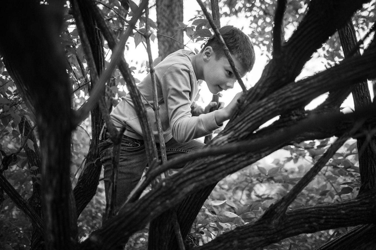 Black and white photo of people climbing in a large tree.
