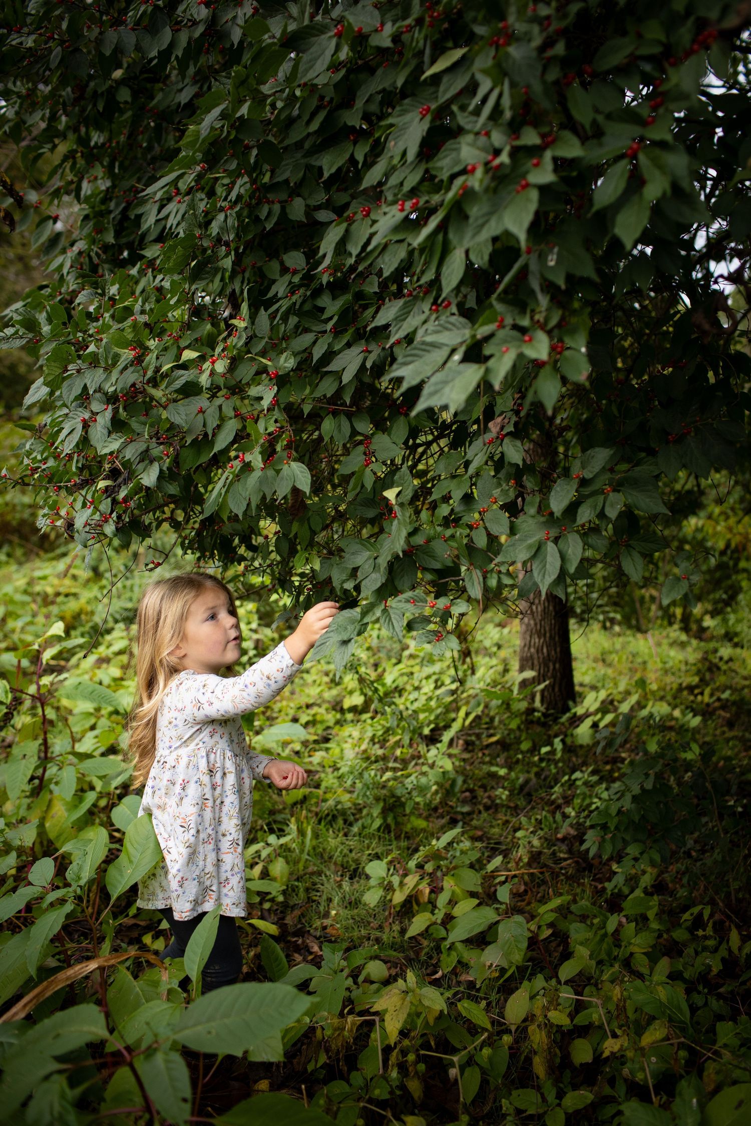 A child reaches up to pick berries from a leafy bush in nature.