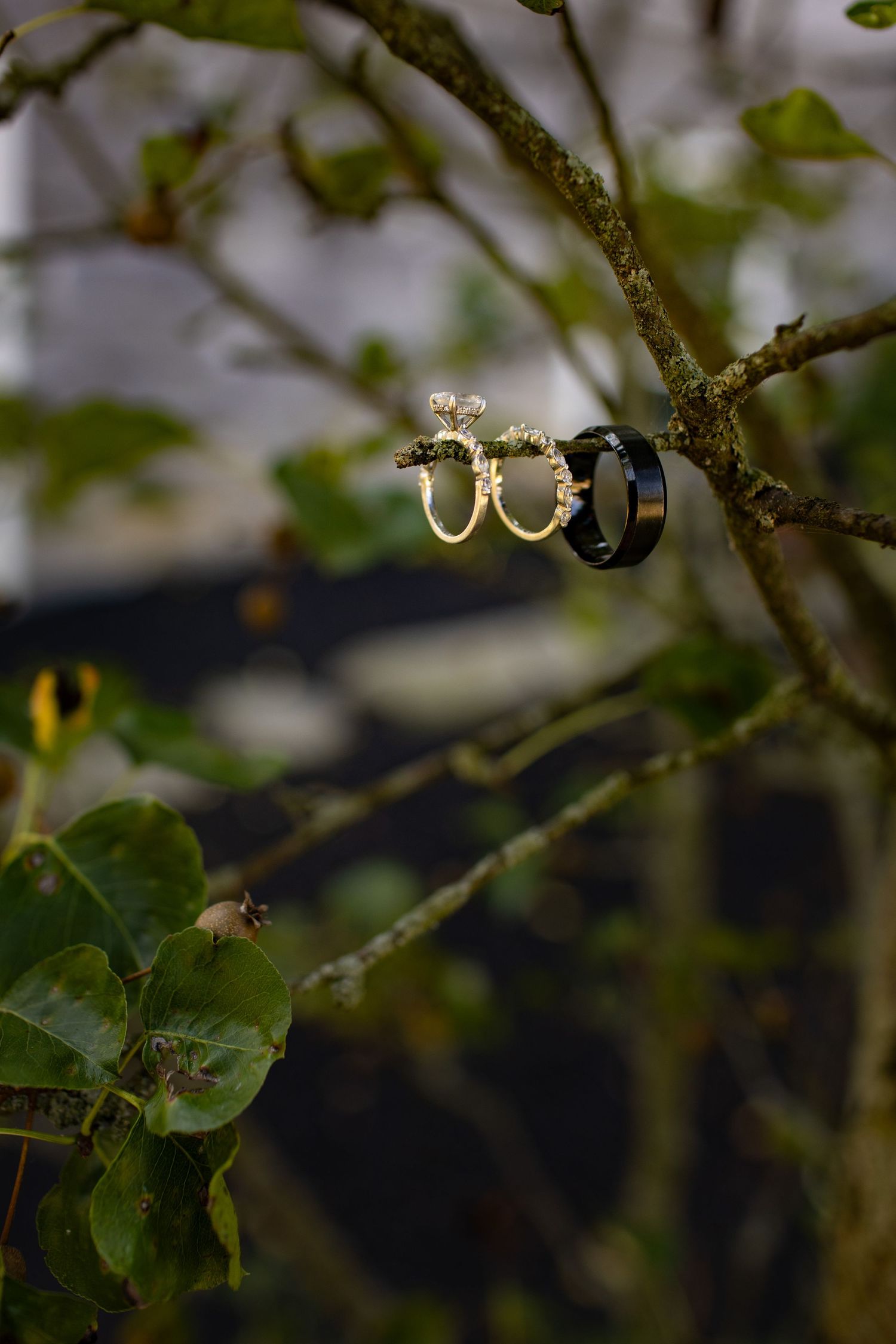 Golden wedding rings with diamonds rest on a green tree branch in soft natural light.