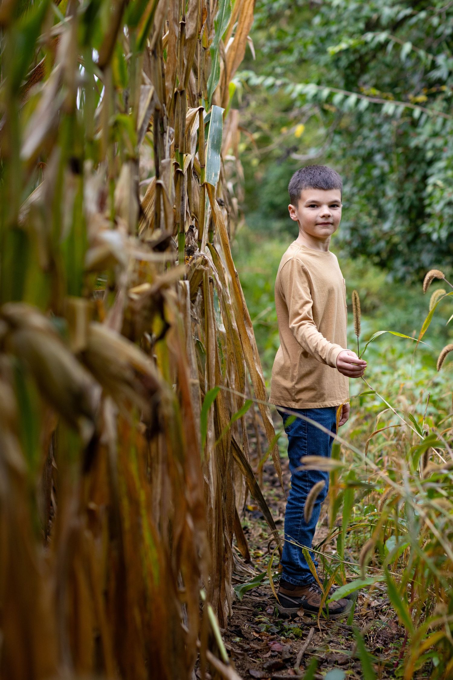 A child explores through tall dried corn stalks in a field.