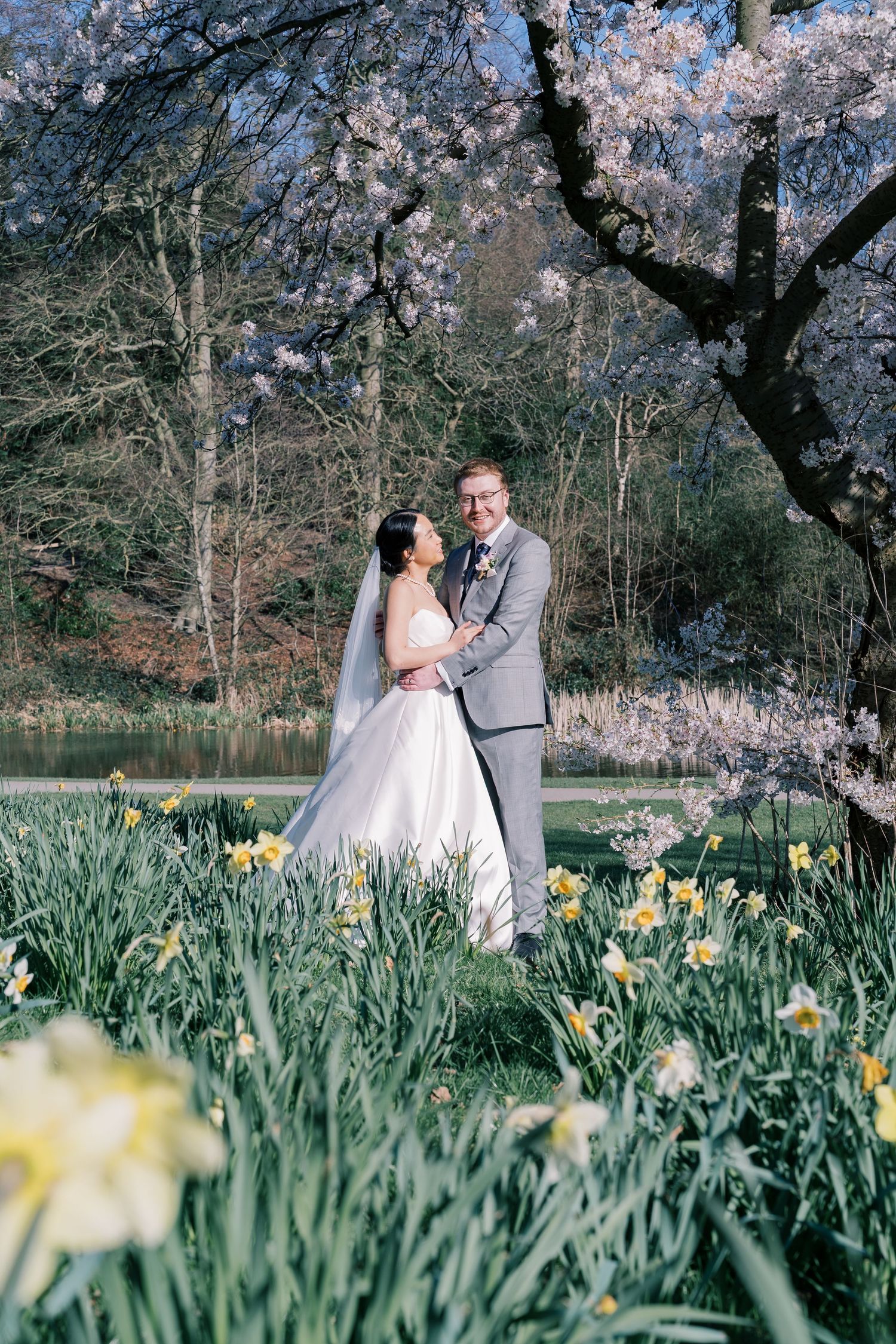 A couple shares a romantic moment under blooming cherry blossoms surrounded by yellow daffodils in a spring garden.