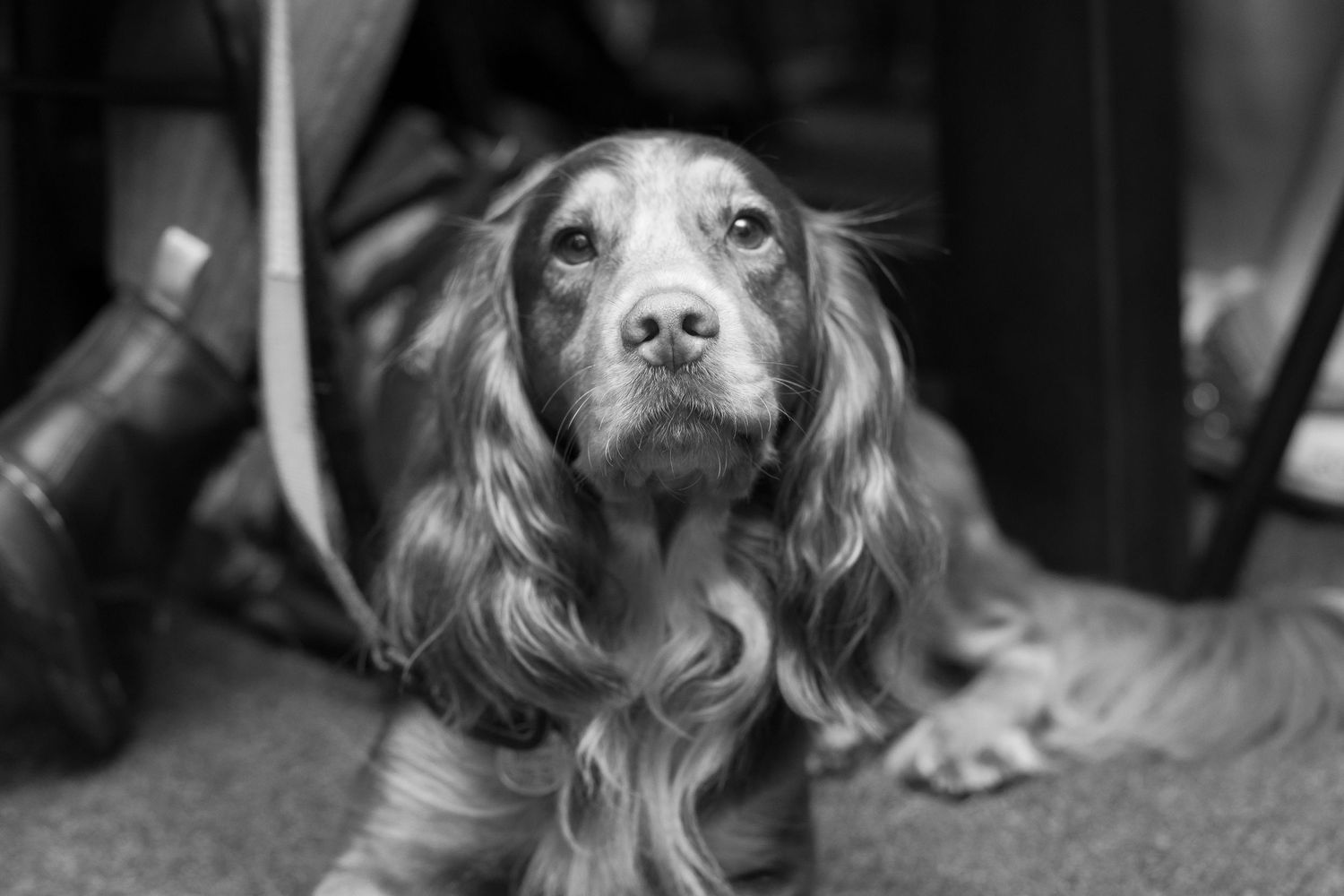 Black and white portrait of a cocker spaniel dog with soulful expression.