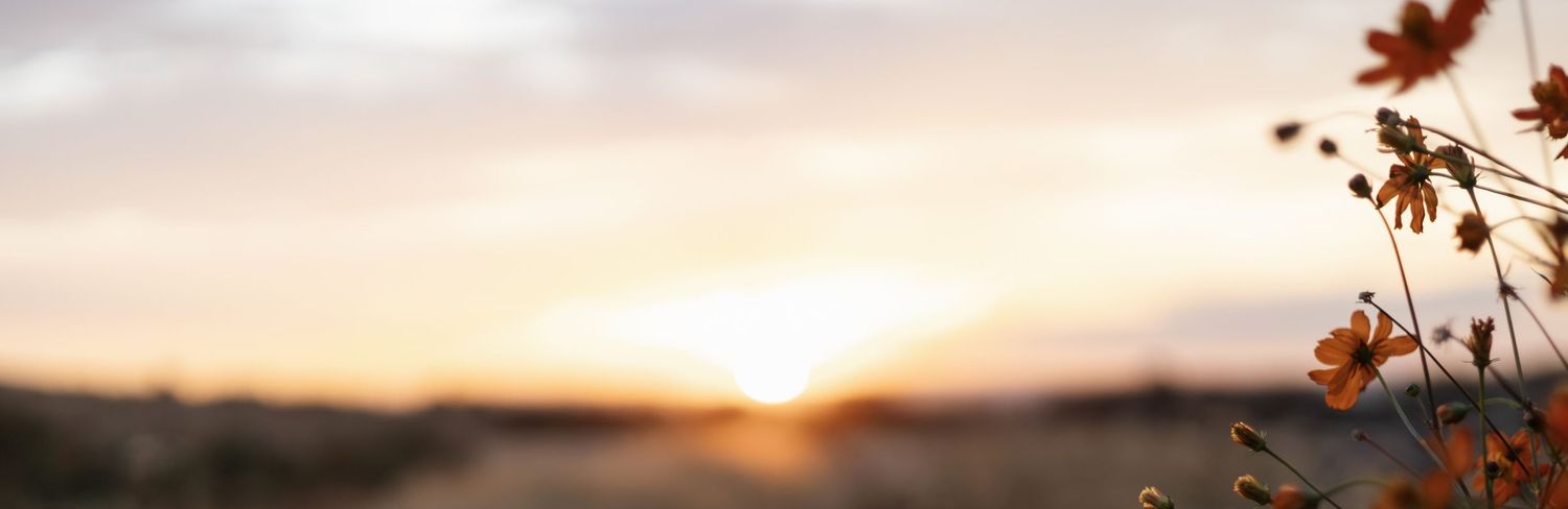 Scenic sunset over mountain ranges with orange-tinted clouds and silhouetted plants.