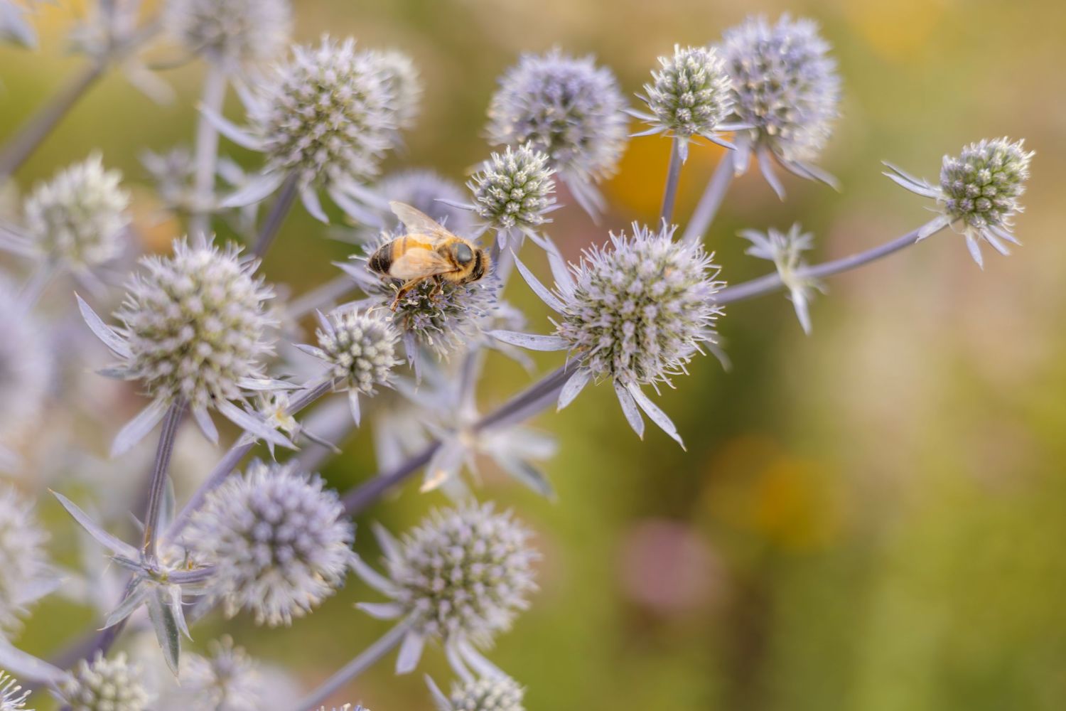 Close-up of delicate white thistle flowers with spiky spherical heads against a soft blurred background.