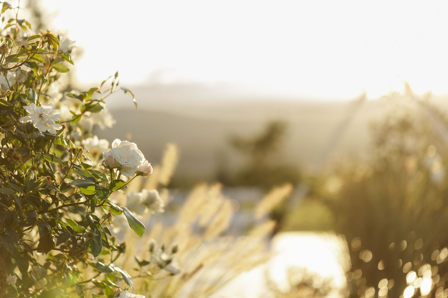 White flowers on a bush bathed in warm golden sunlight with a soft bokeh garden background.