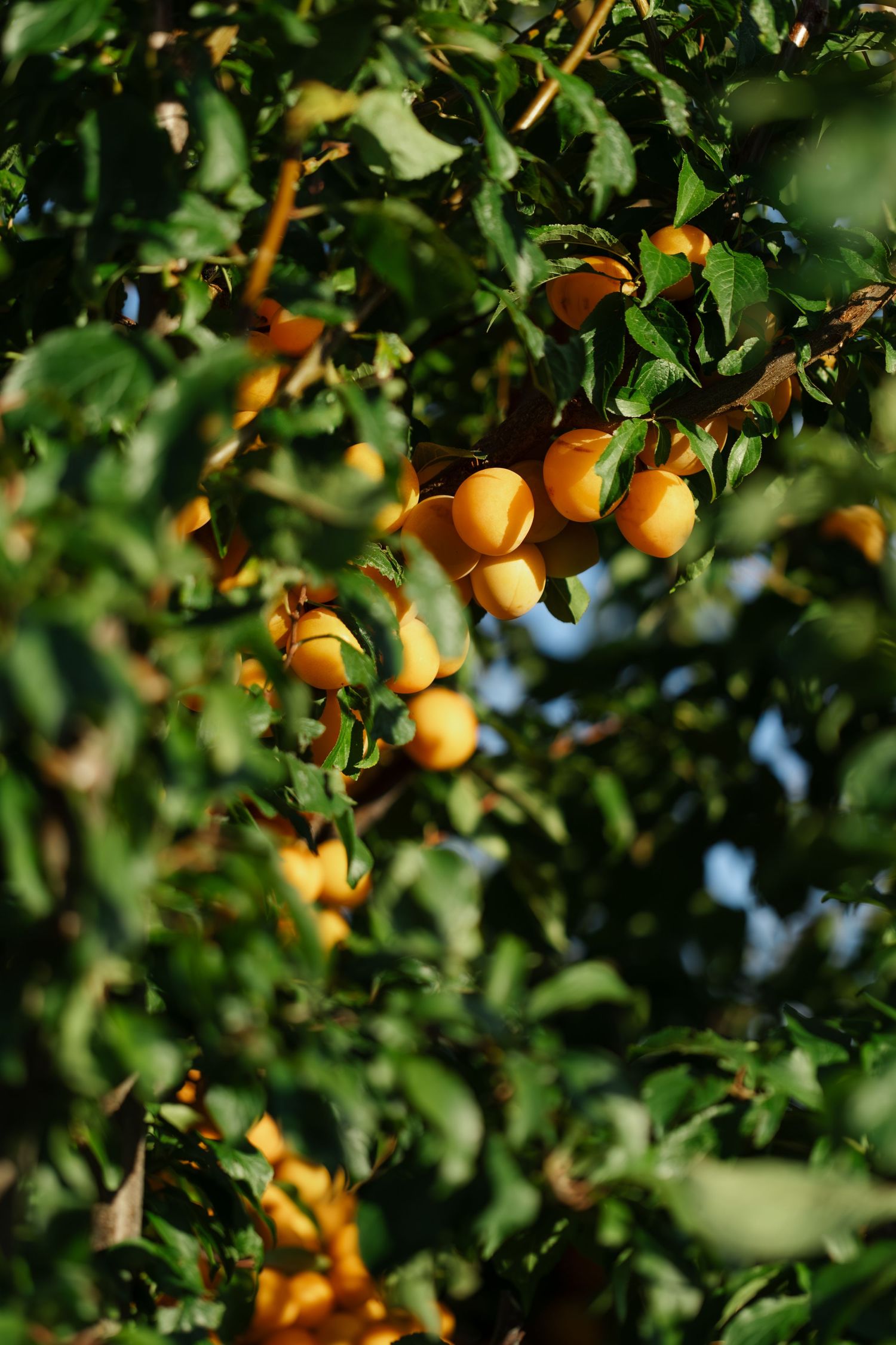 Ripe yellow apricots growing on tree branches with lush green leaves in summer sunlight.