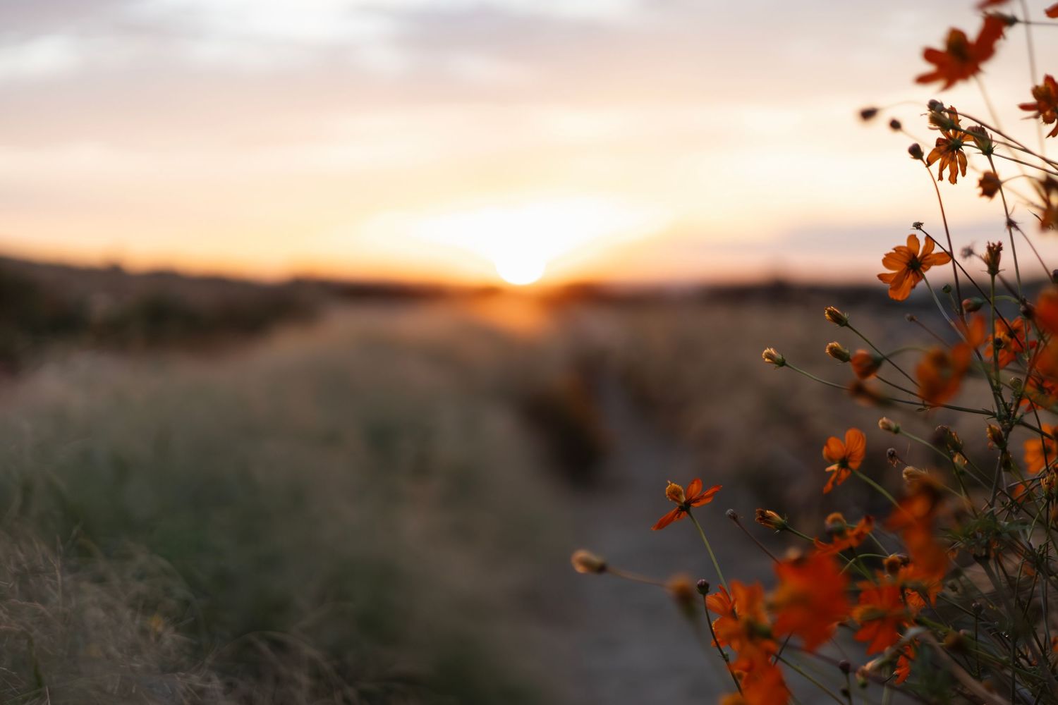 Orange wildflowers silhouetted against a golden sunset over hills.