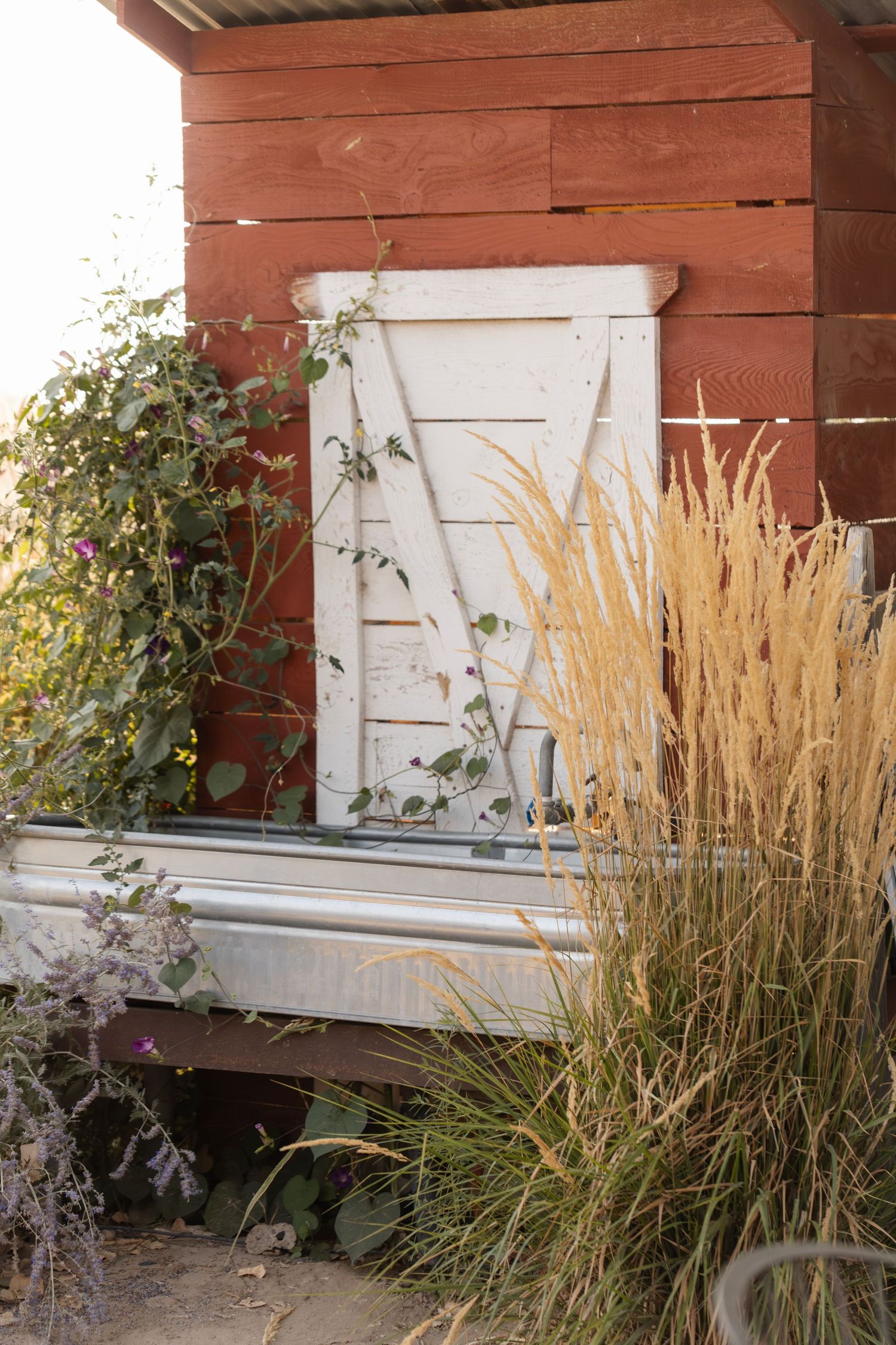 Rustic white bench against red wooden wall with ornamental grasses and climbing vines.