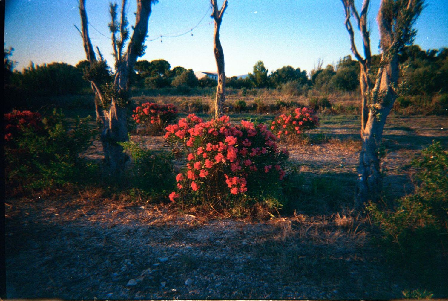 Panoramic desert landscape with silhouetted trees and vibrant red flowers against a dusky sky at sunset.