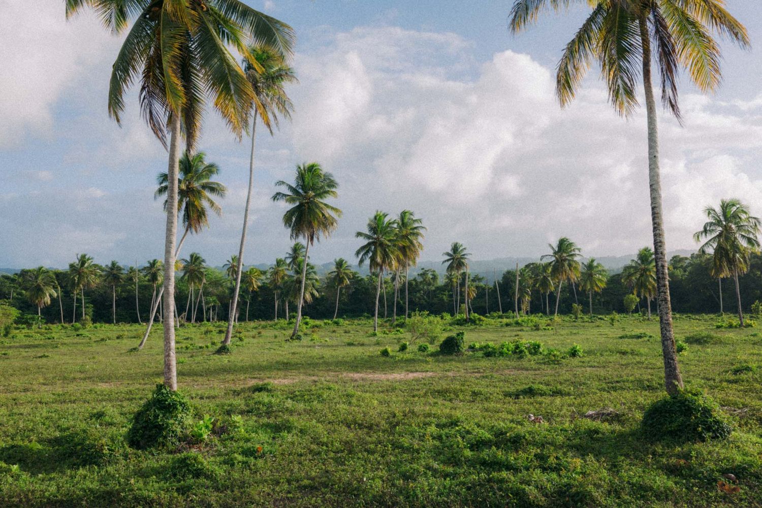 Tall palm trees stand over a lush green tropical field with mountains visible in the misty background.