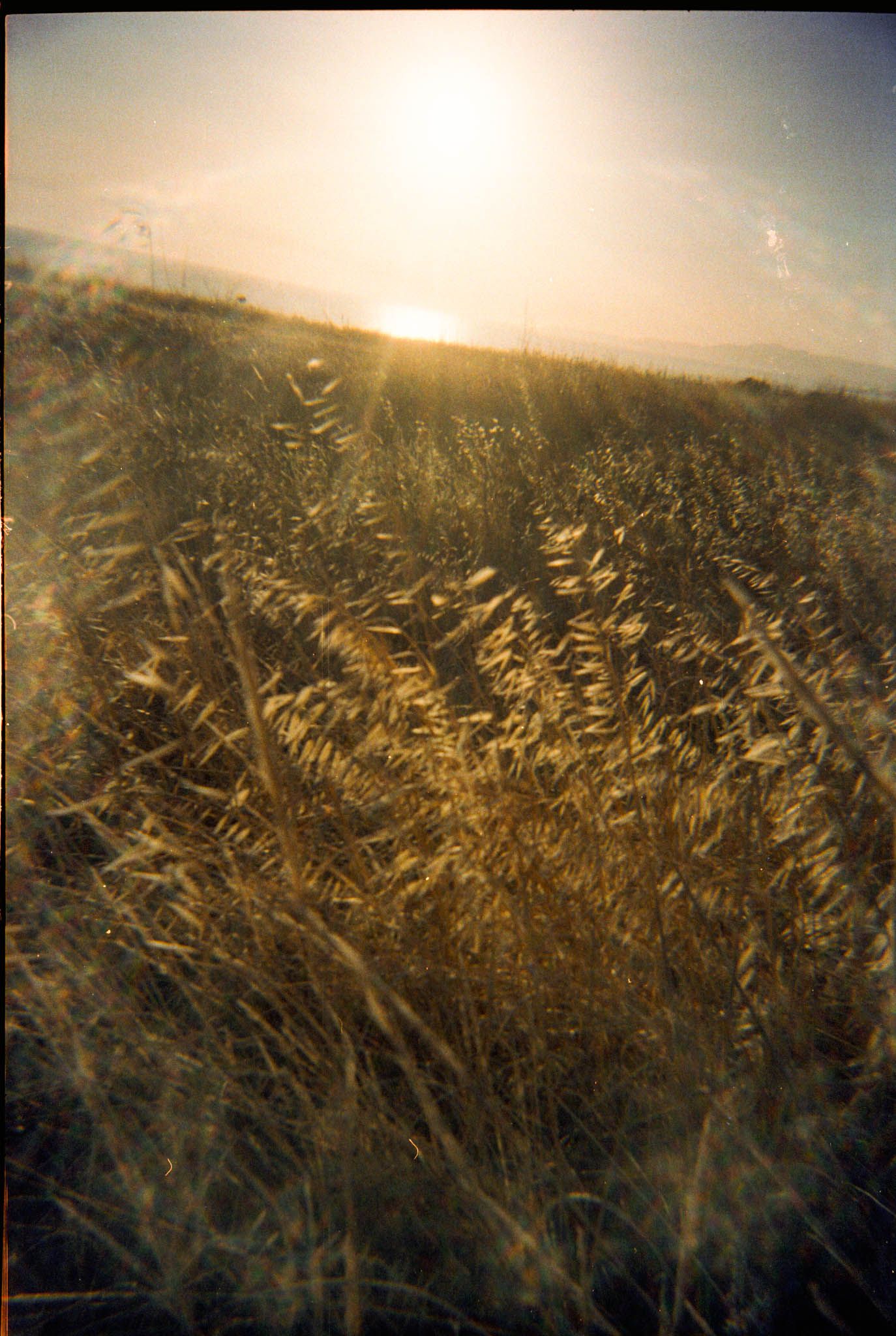 Golden wheat fields sway in the evening sunlight creating a serene rural landscape at sunset.