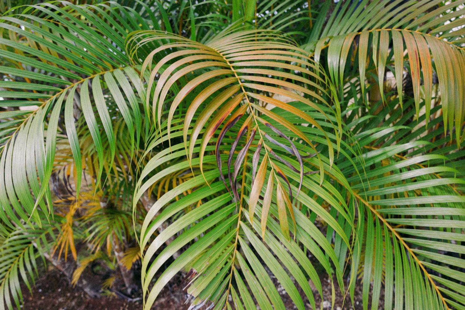 Lush green palm fronds create a dense tropical garden backdrop with overlapping leaves in natural sunlight.