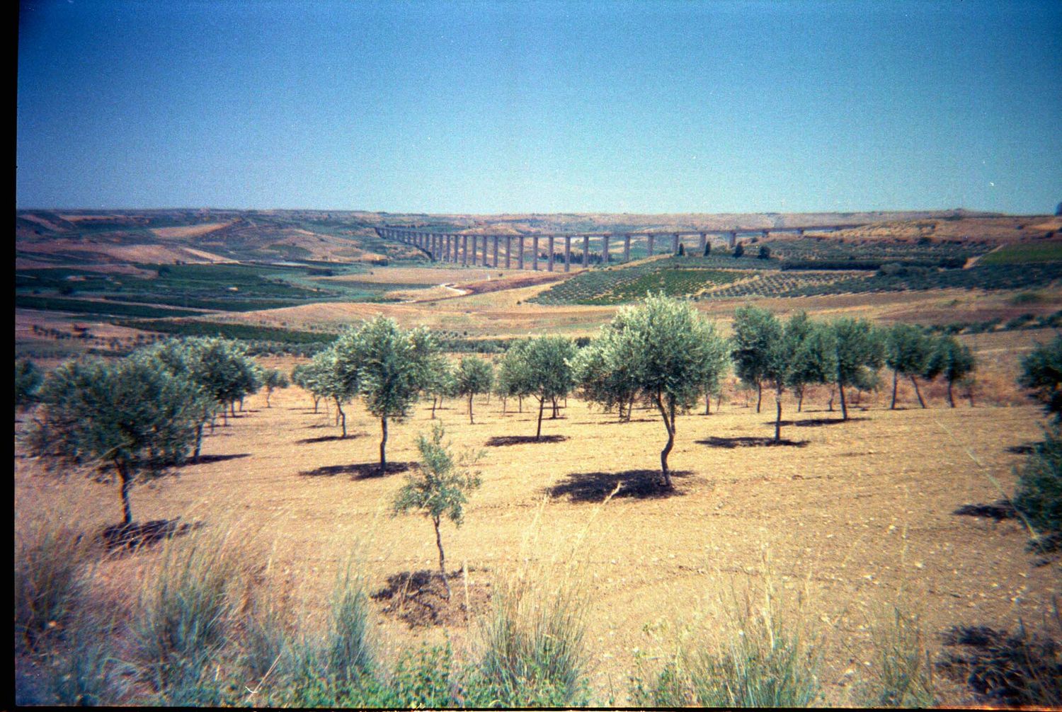 A panoramic view of rolling golden hills with scattered olive trees and a distant bridge in the arid Spanish landscape.