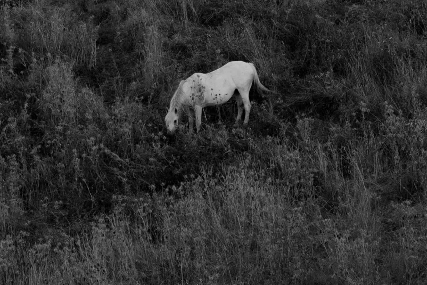 A herd of white horses graze peacefully in a dark forest setting.