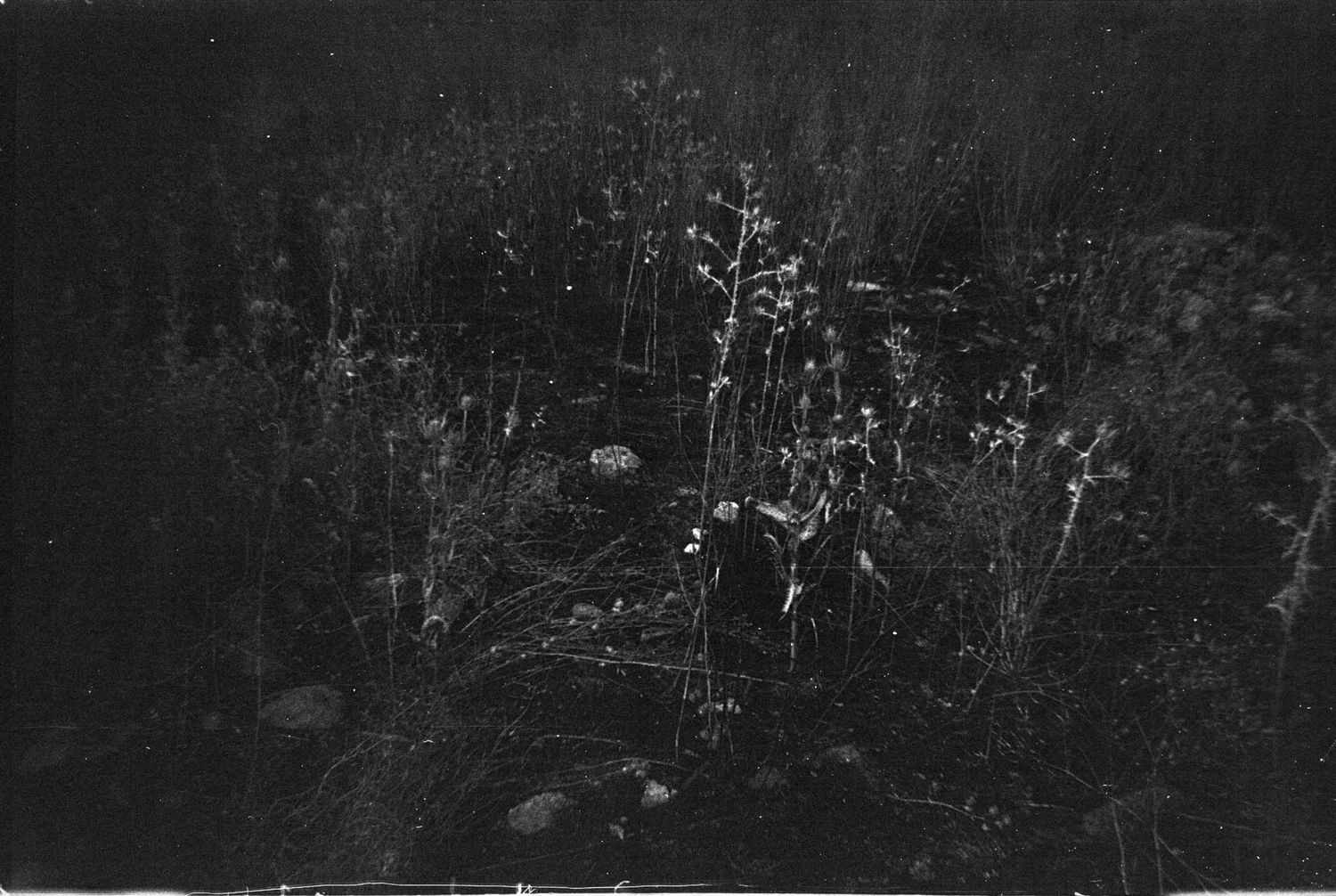 Black and white photograph showing a row of trees in a dark forest landscape with dramatic shadows and light.