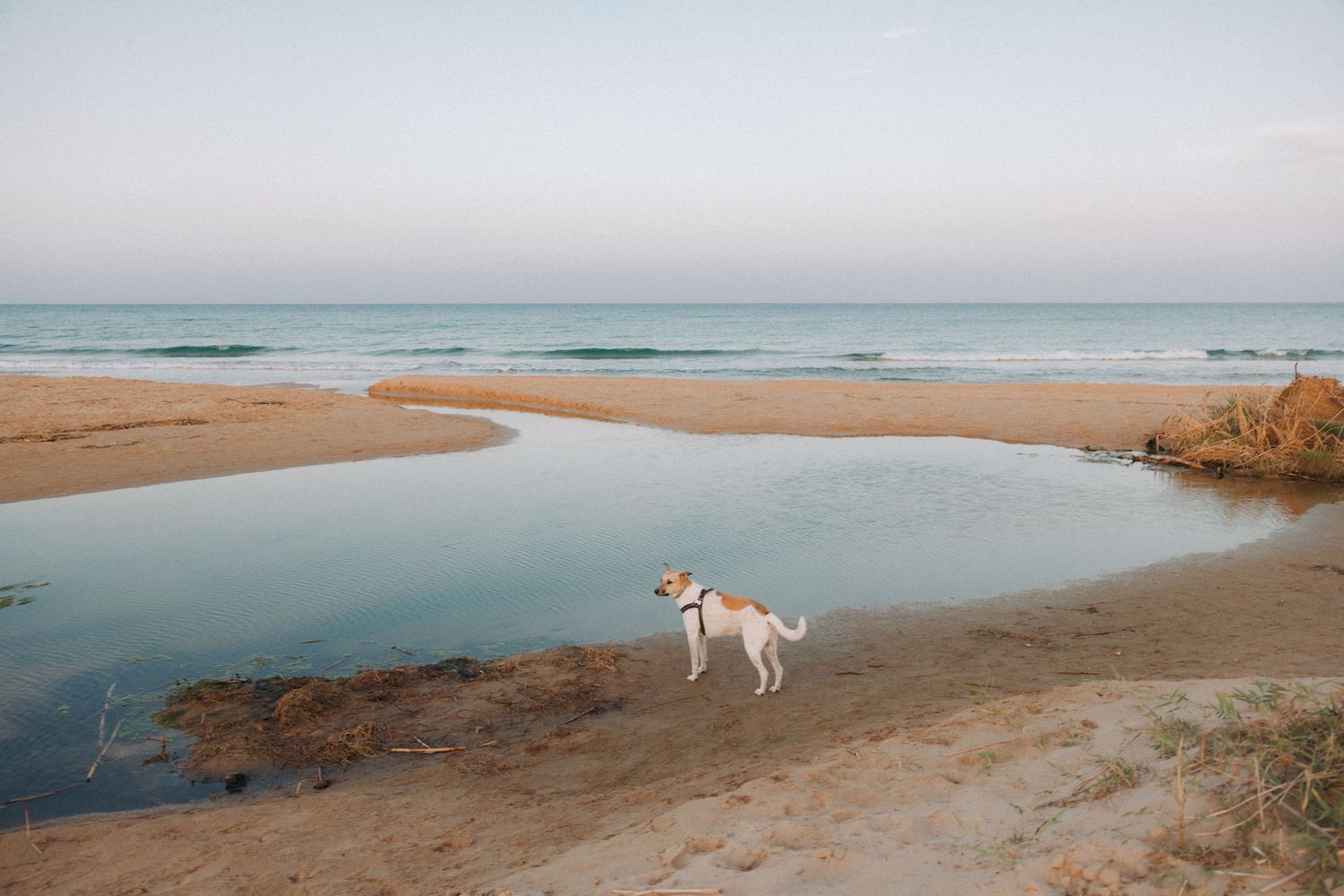 Dog walking along a serene beach shoreline with calm waters and sandy coast.