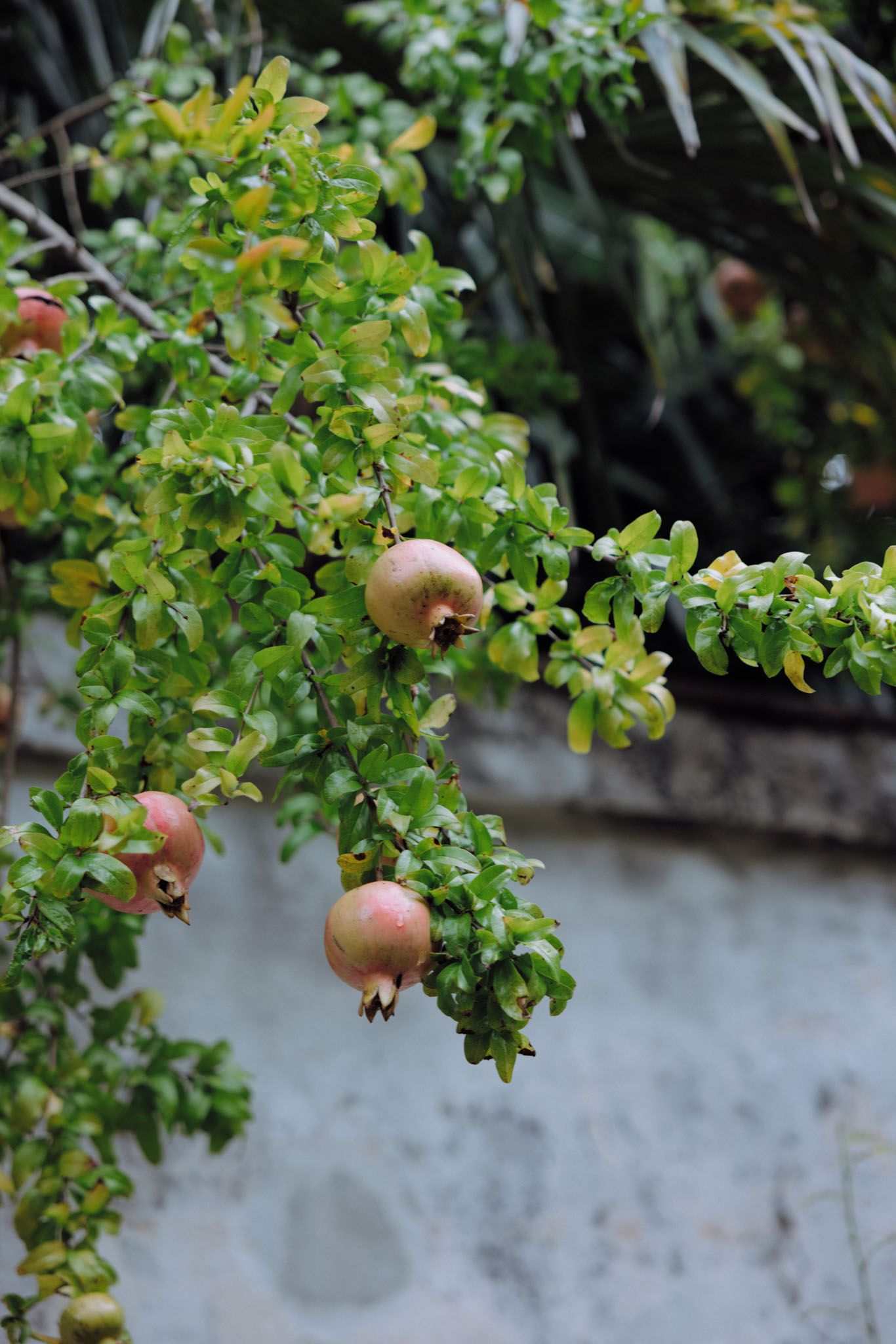 A sequence of photos showing ripe pomegranates growing on green leafy branches against a white wall background.