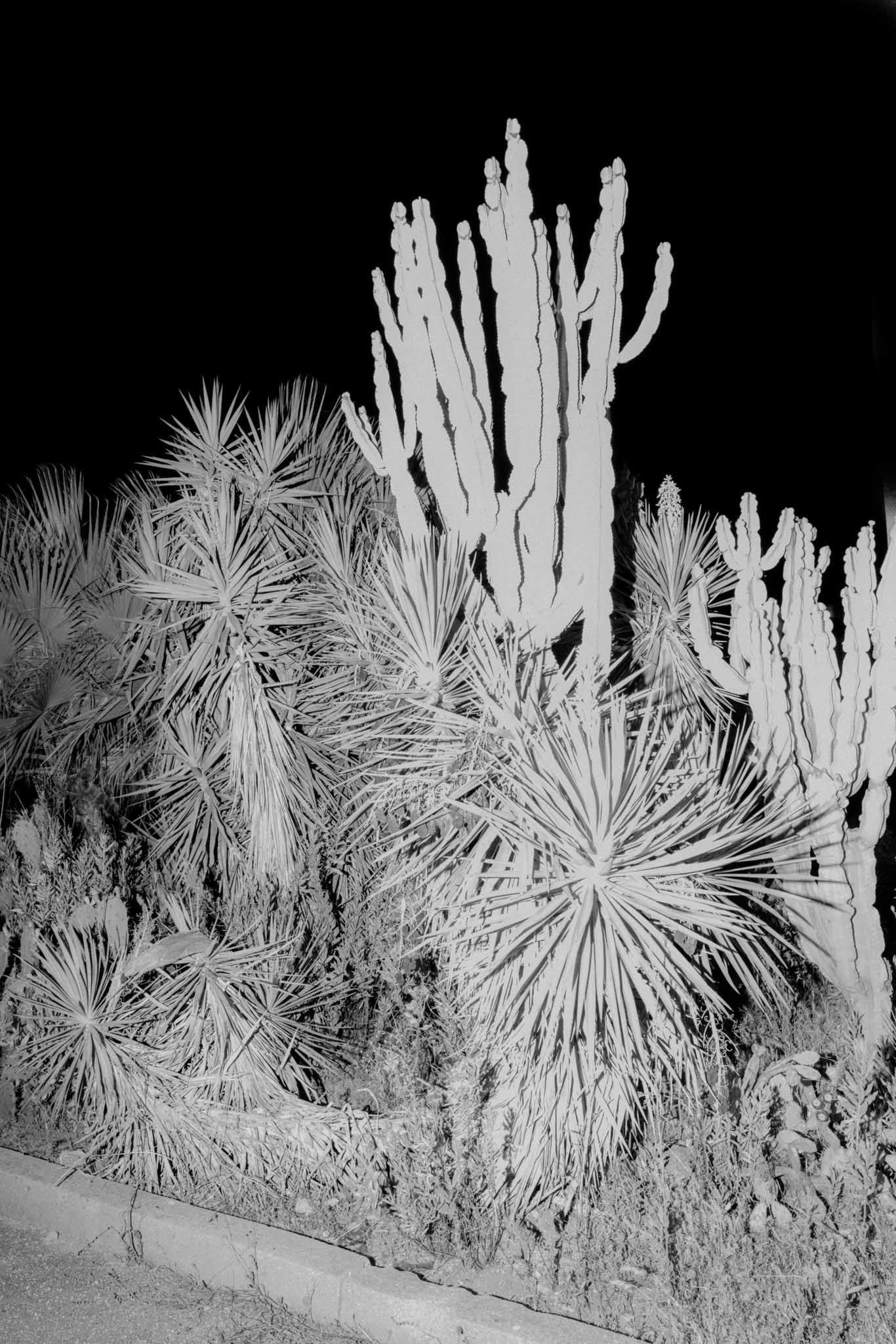 Black and white negative image of desert cacti and plants silhouetted against a dark background.