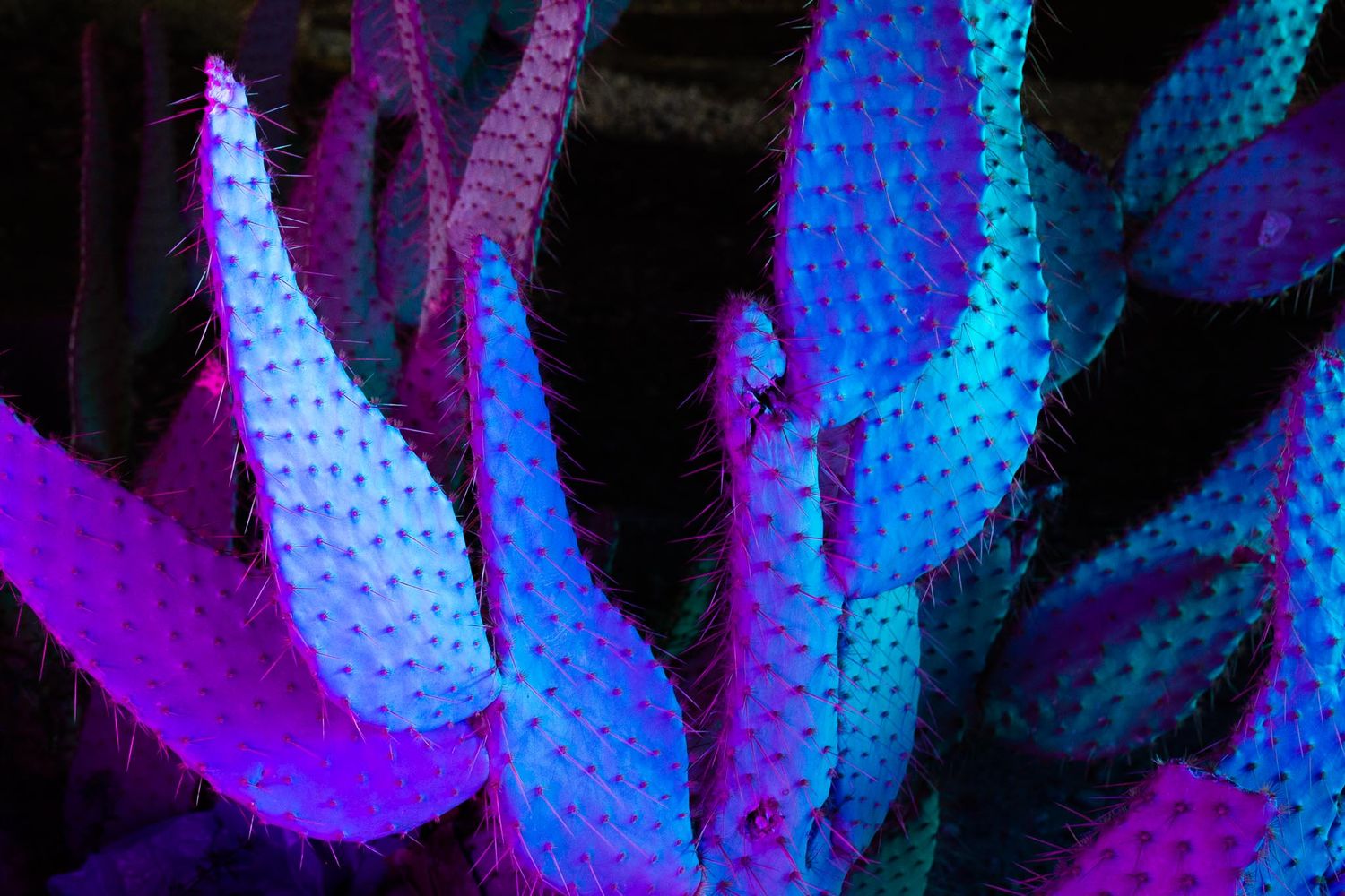 Abstract macro photography of glowing blue and purple succulent leaves in dramatic lighting against dark background.