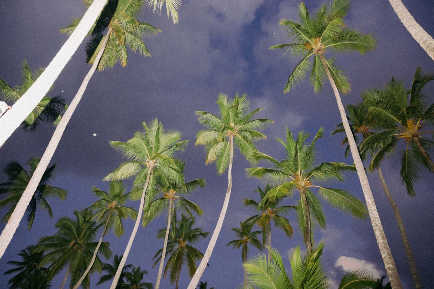 Tall palm trees sway against a dramatic stormy sky with dark clouds gathering overhead.