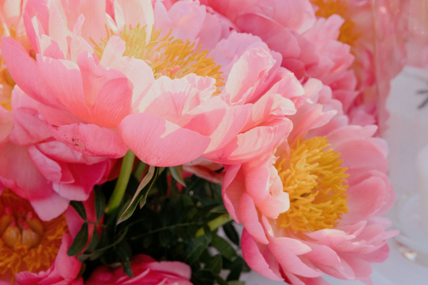 Pink peony flowers with yellow centers bloom in a lush garden display showing delicate ruffled petals.