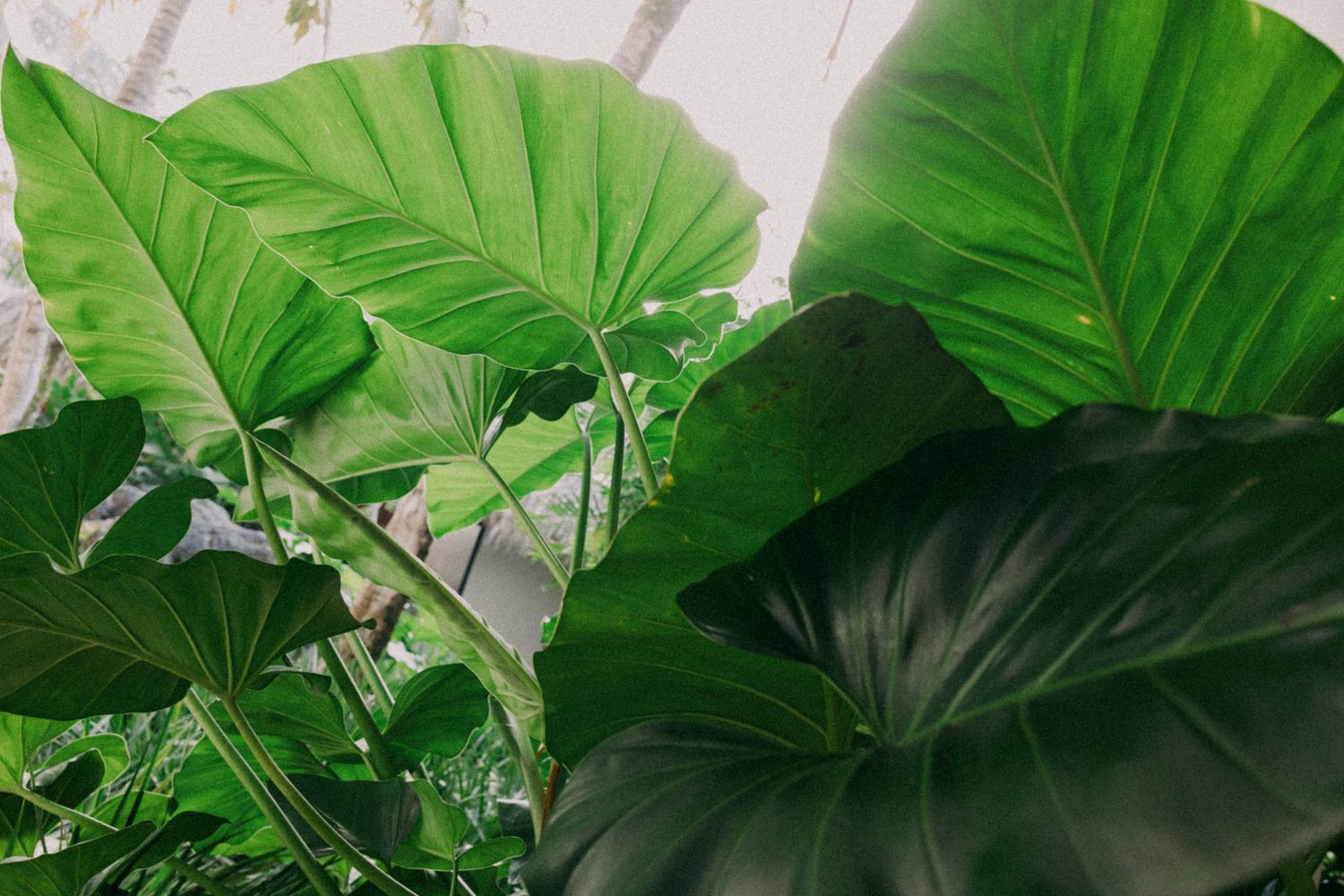 Large tropical green elephant ear leaves create a lush botanical display against a light background.