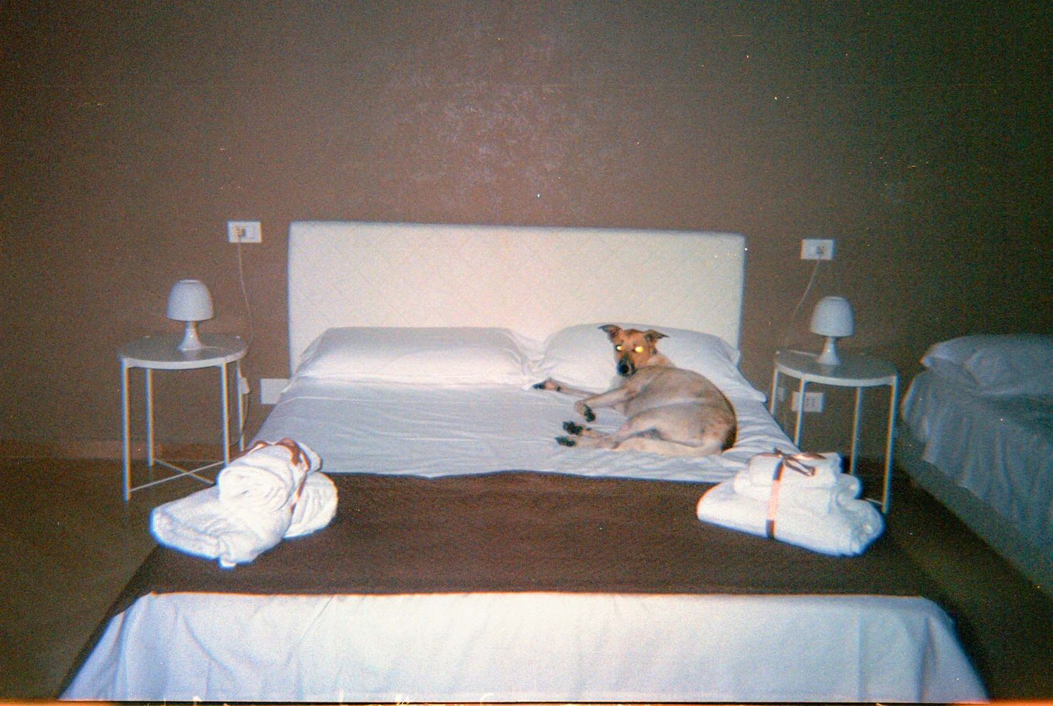 A dog rests on a simple bed with white bedding and matching side tables with lamps in a minimalist bedroom.