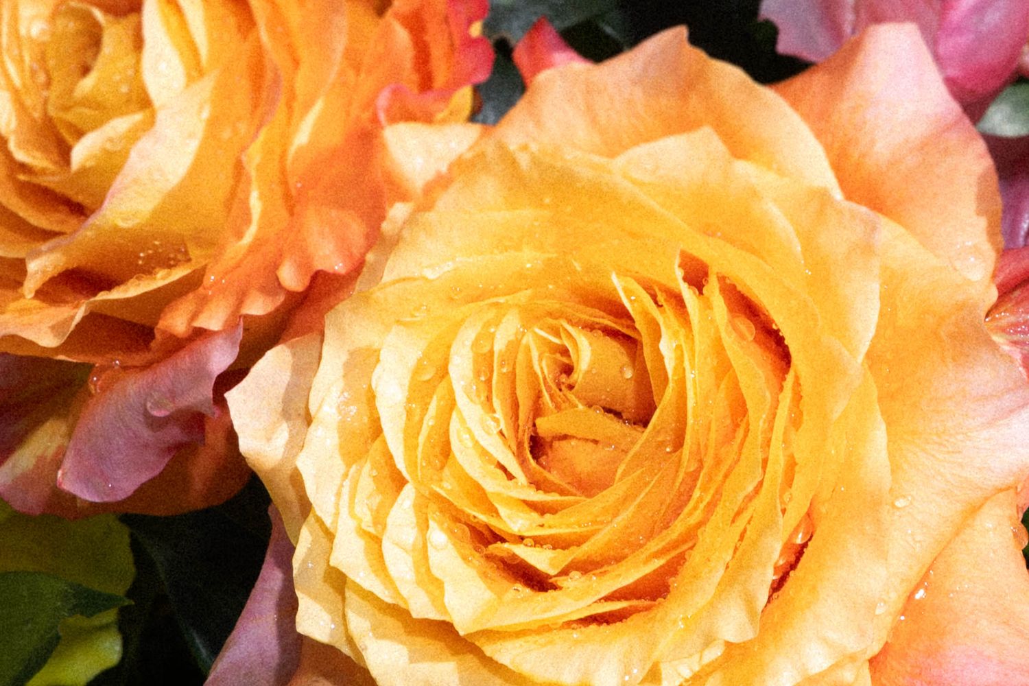 A close-up view of peach-colored roses with delicate petals arranged in a repeating pattern.